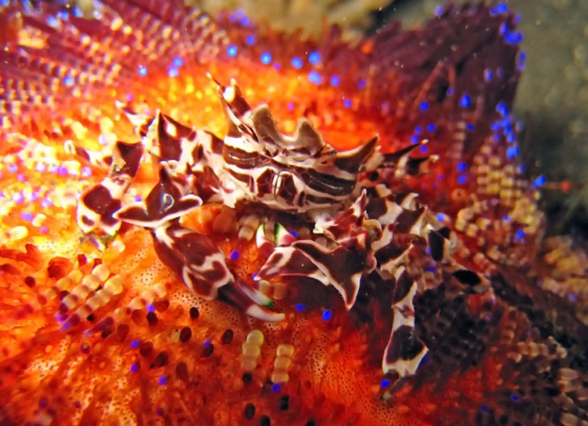 La mer est pleine de petites et grandes créatures