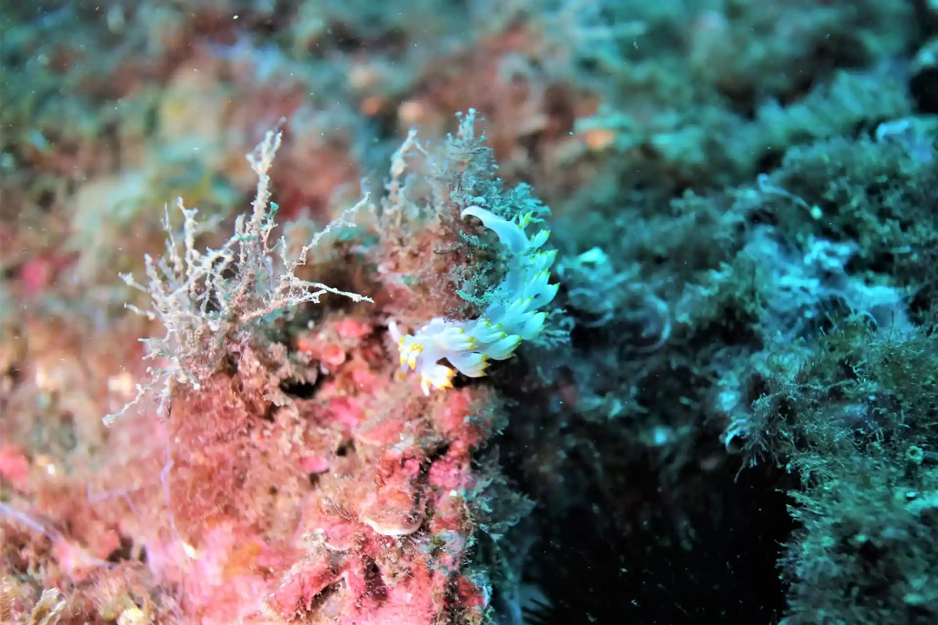 Dive site photo