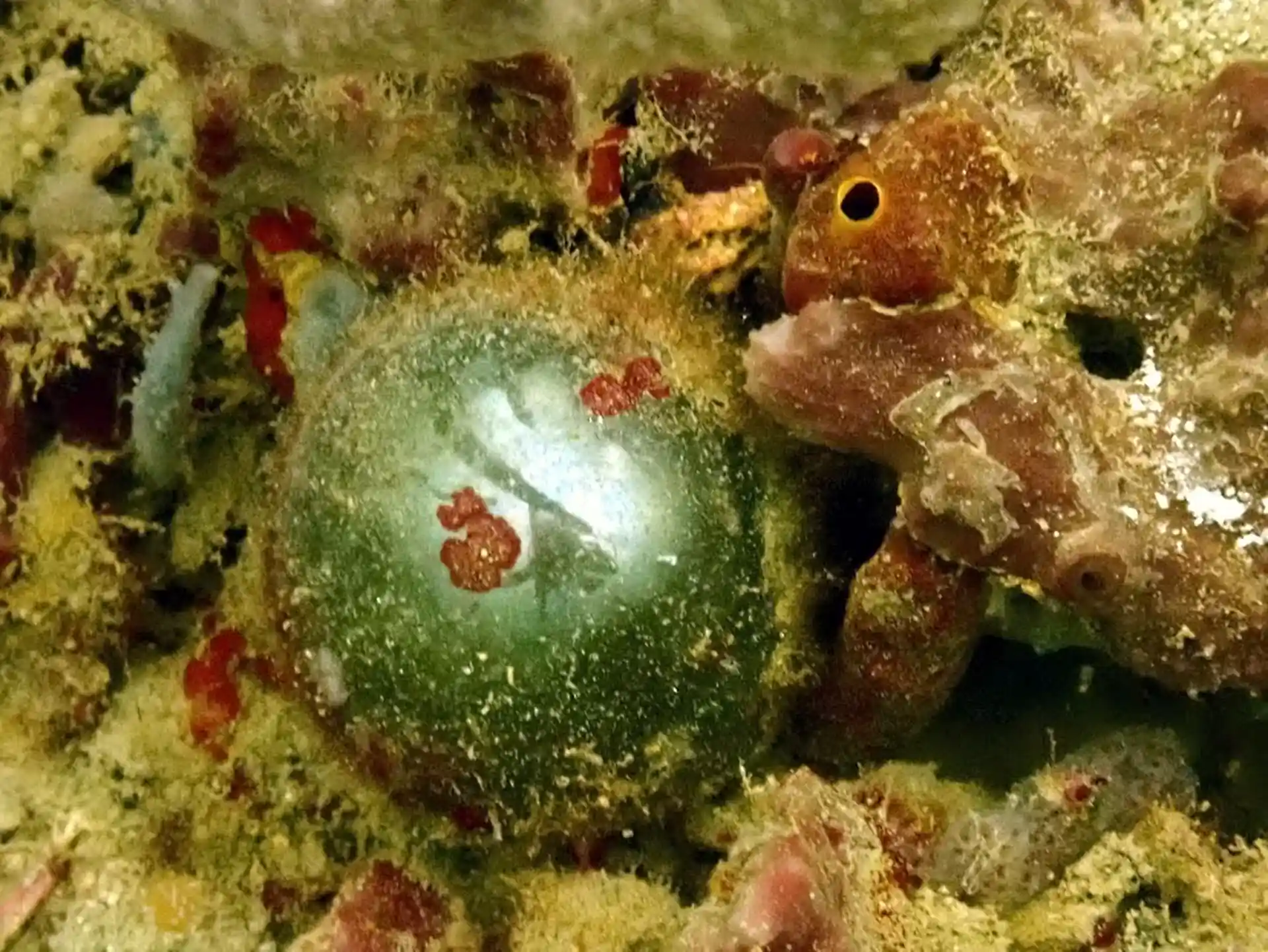 Dive site photo