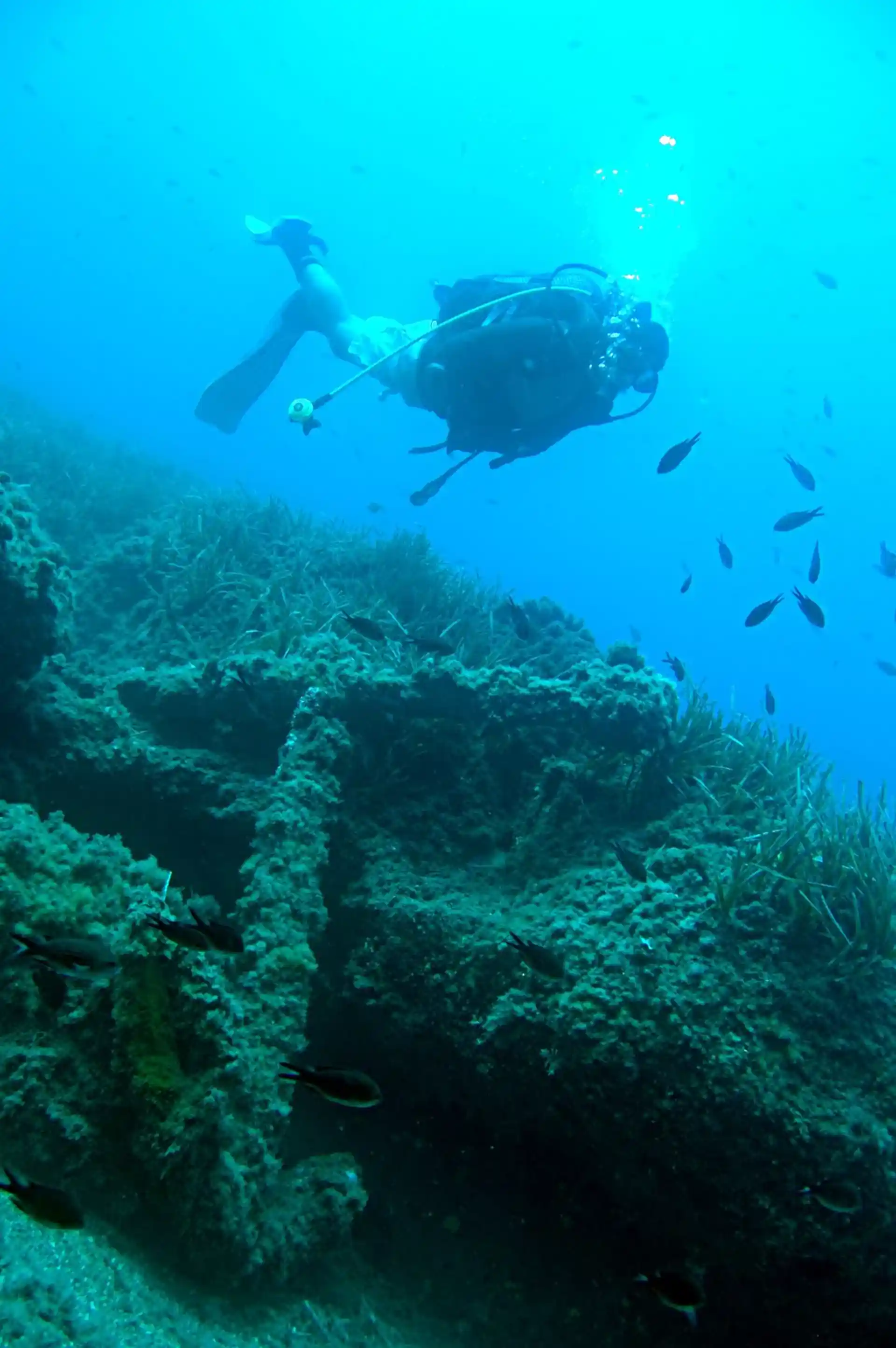 ダイビングサイトの写真