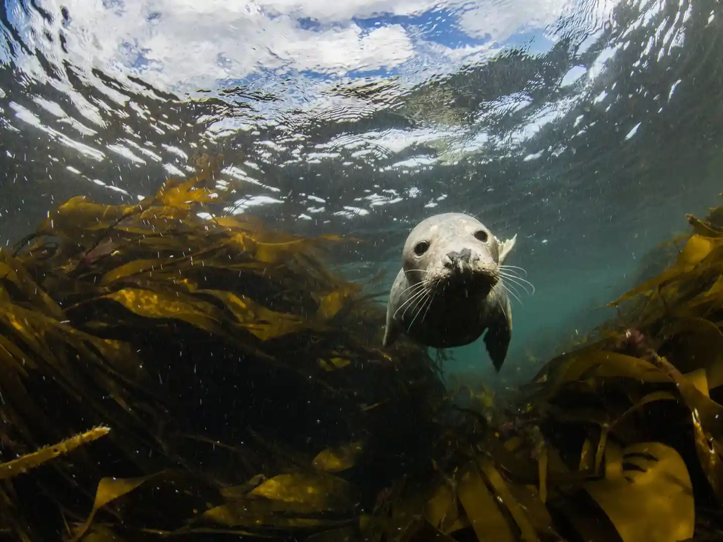 Farne Islands dive site | PADI