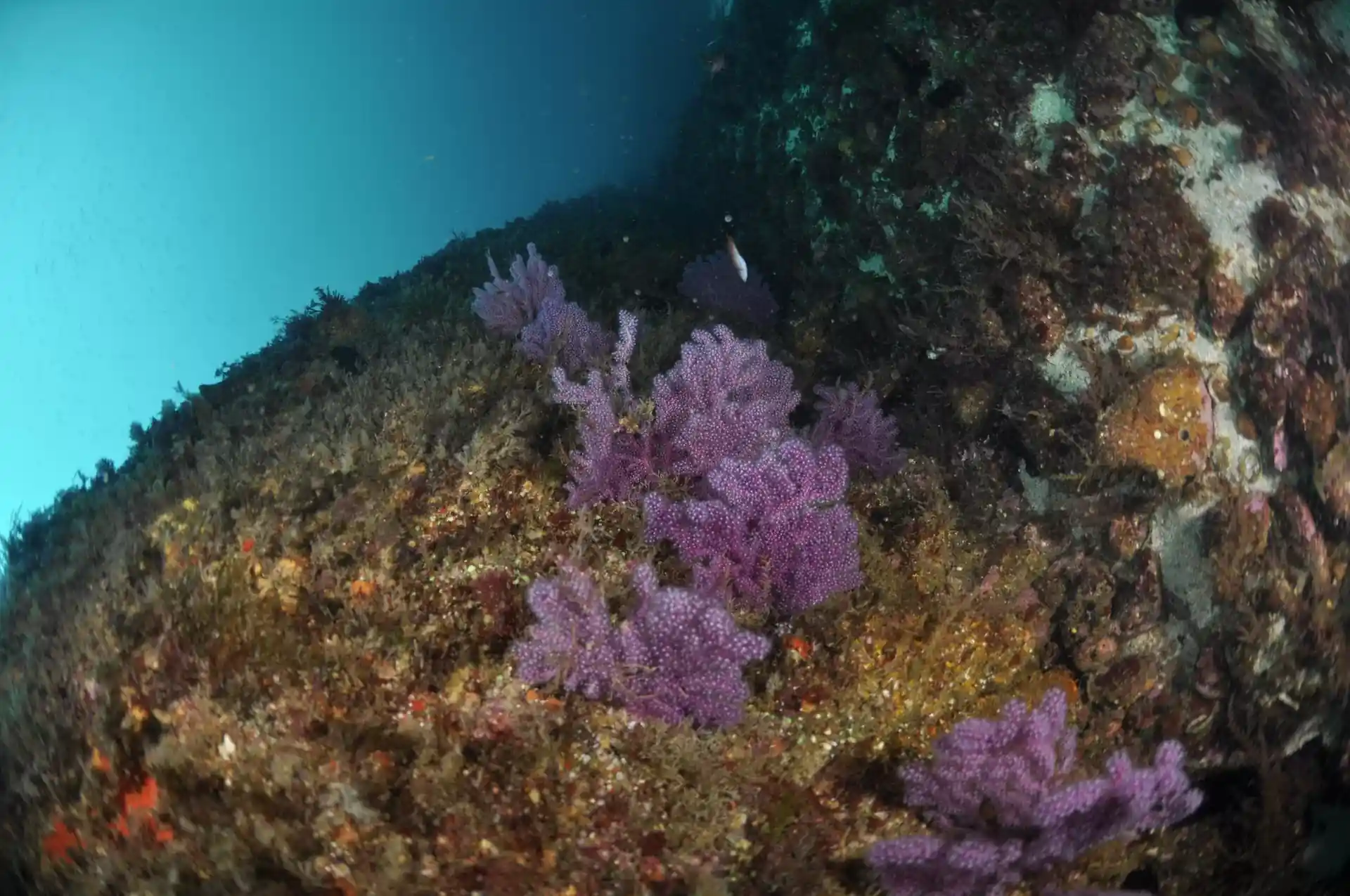 Dive site photo