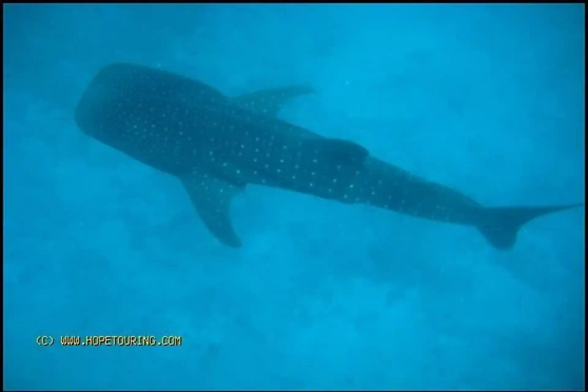 Dive with sharks on Liveaboard Hope Cruiser