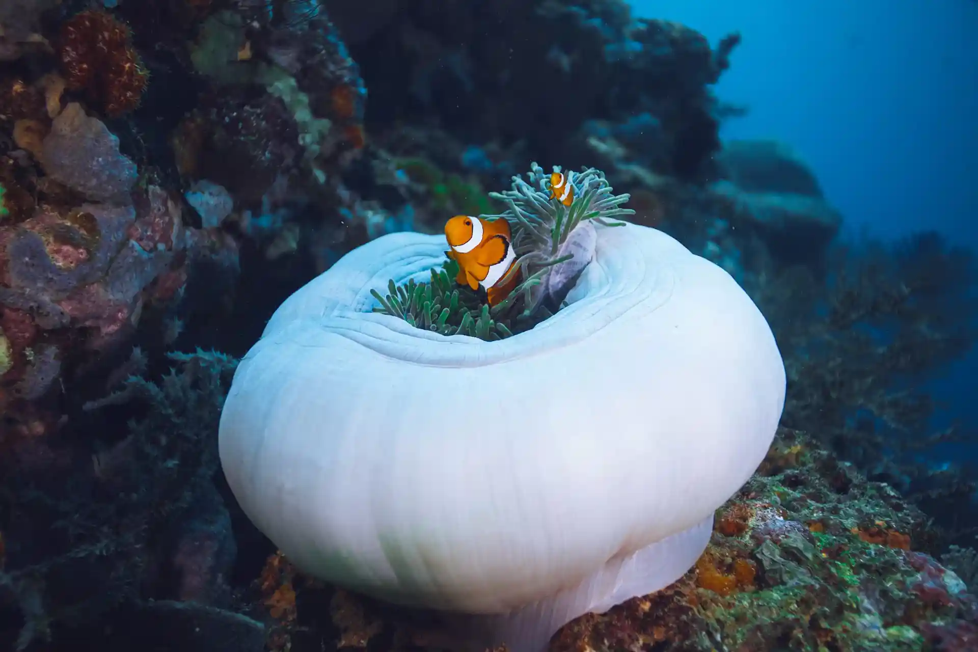 Dive shop photo