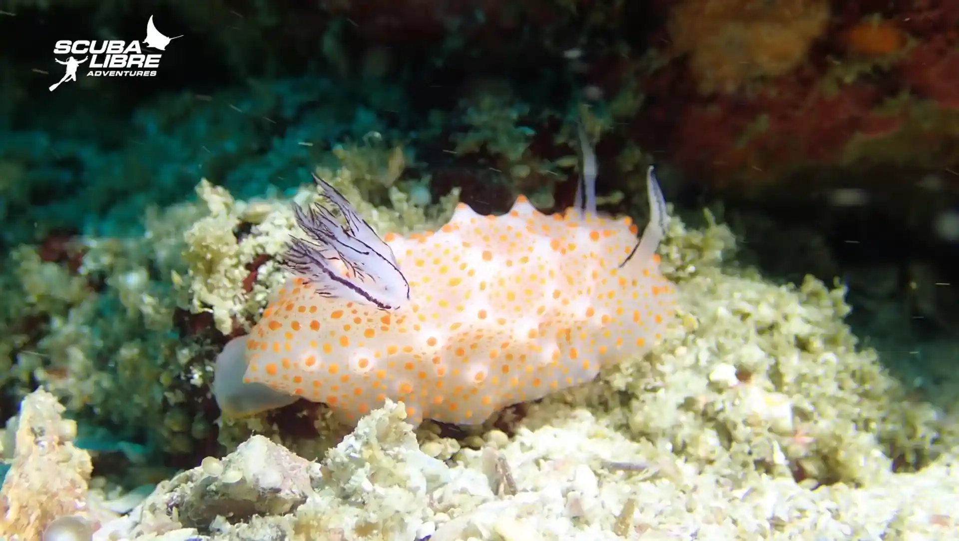 Foto de la tienda de buceo