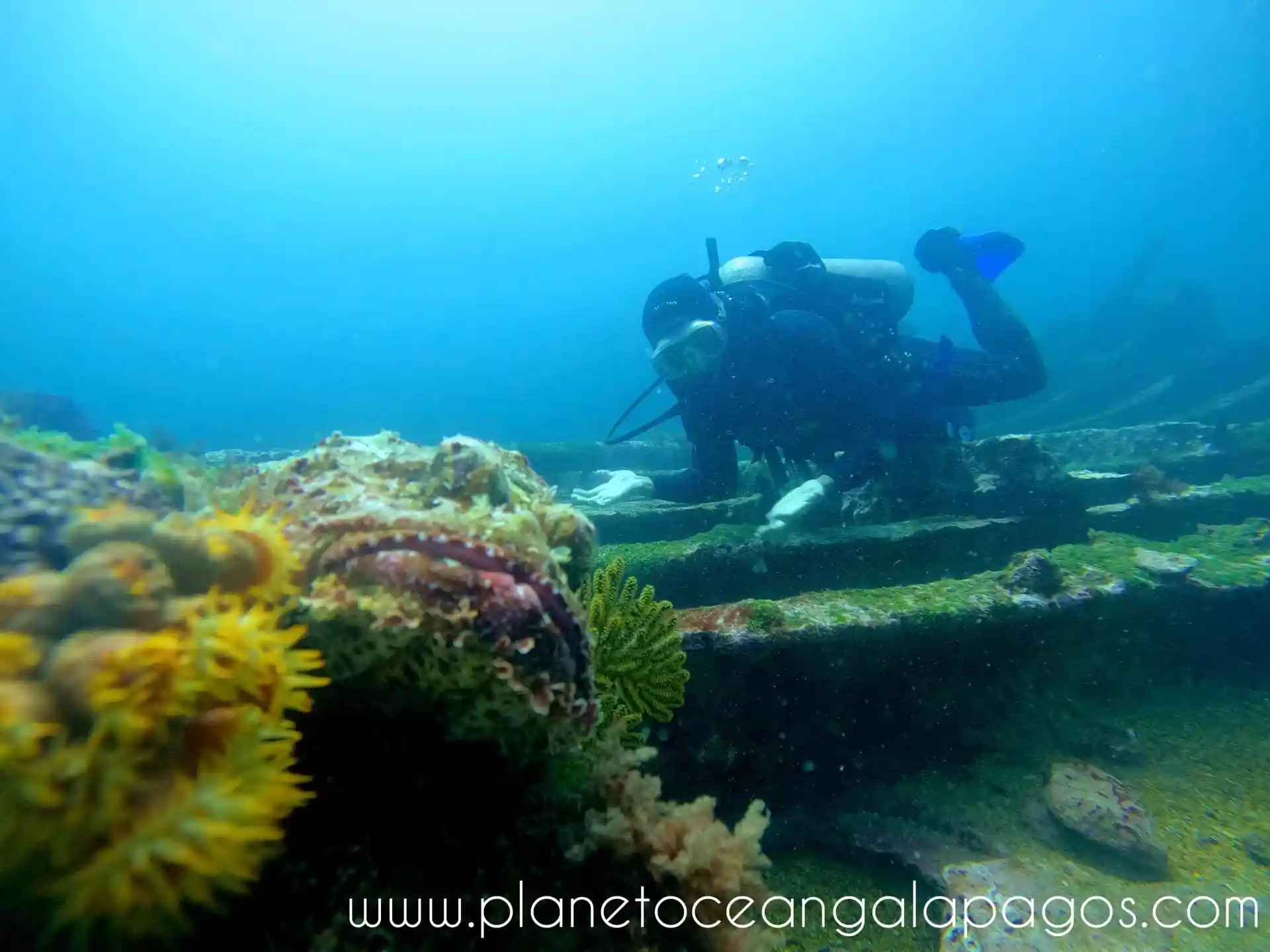 Photo du site de plongée