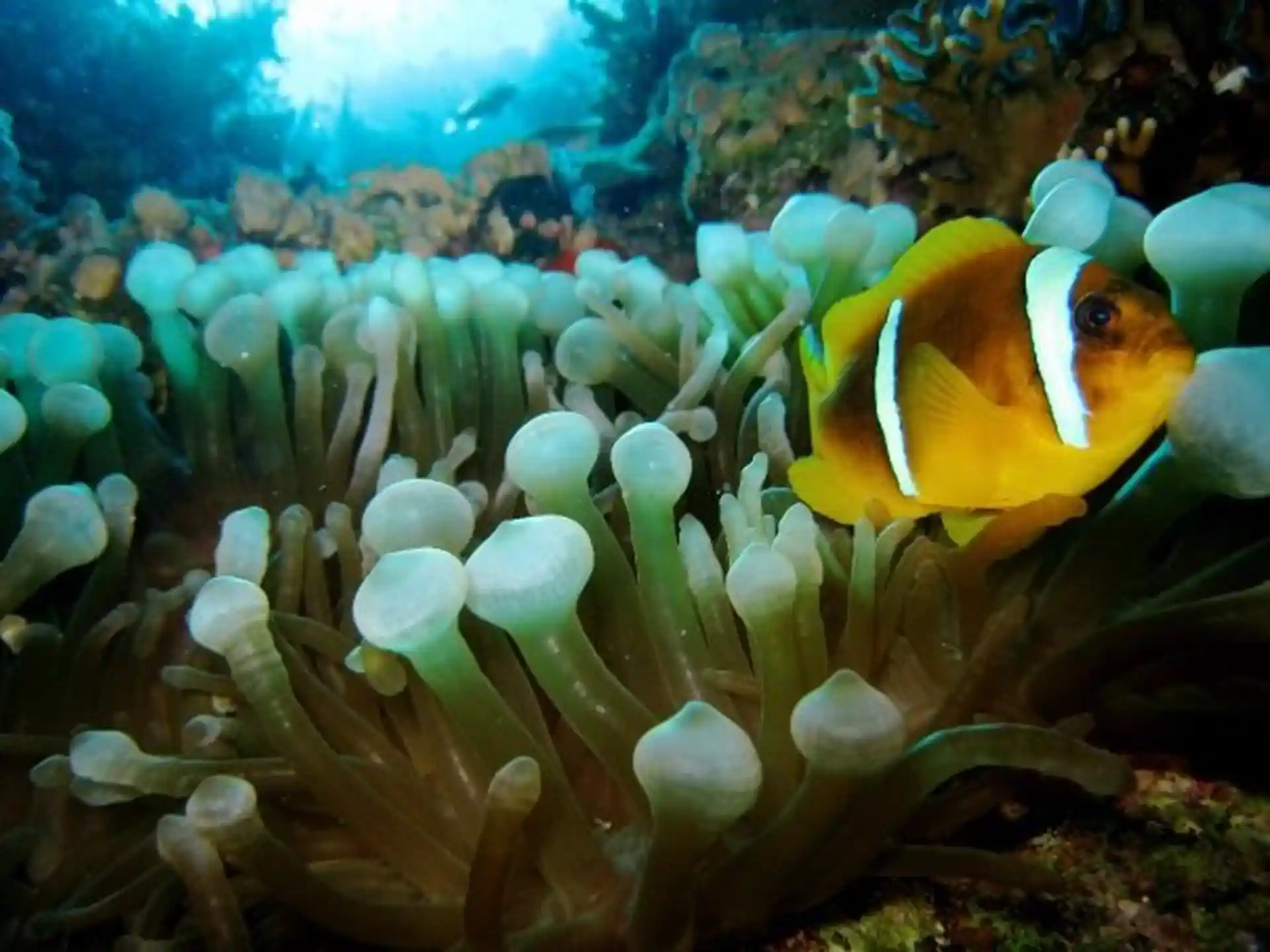 Dive shop photo