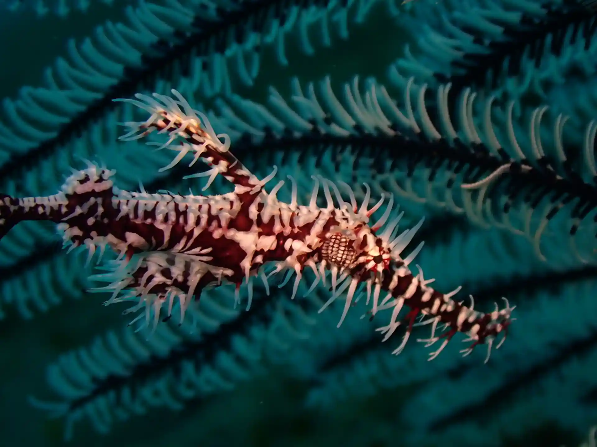 Dive site photo