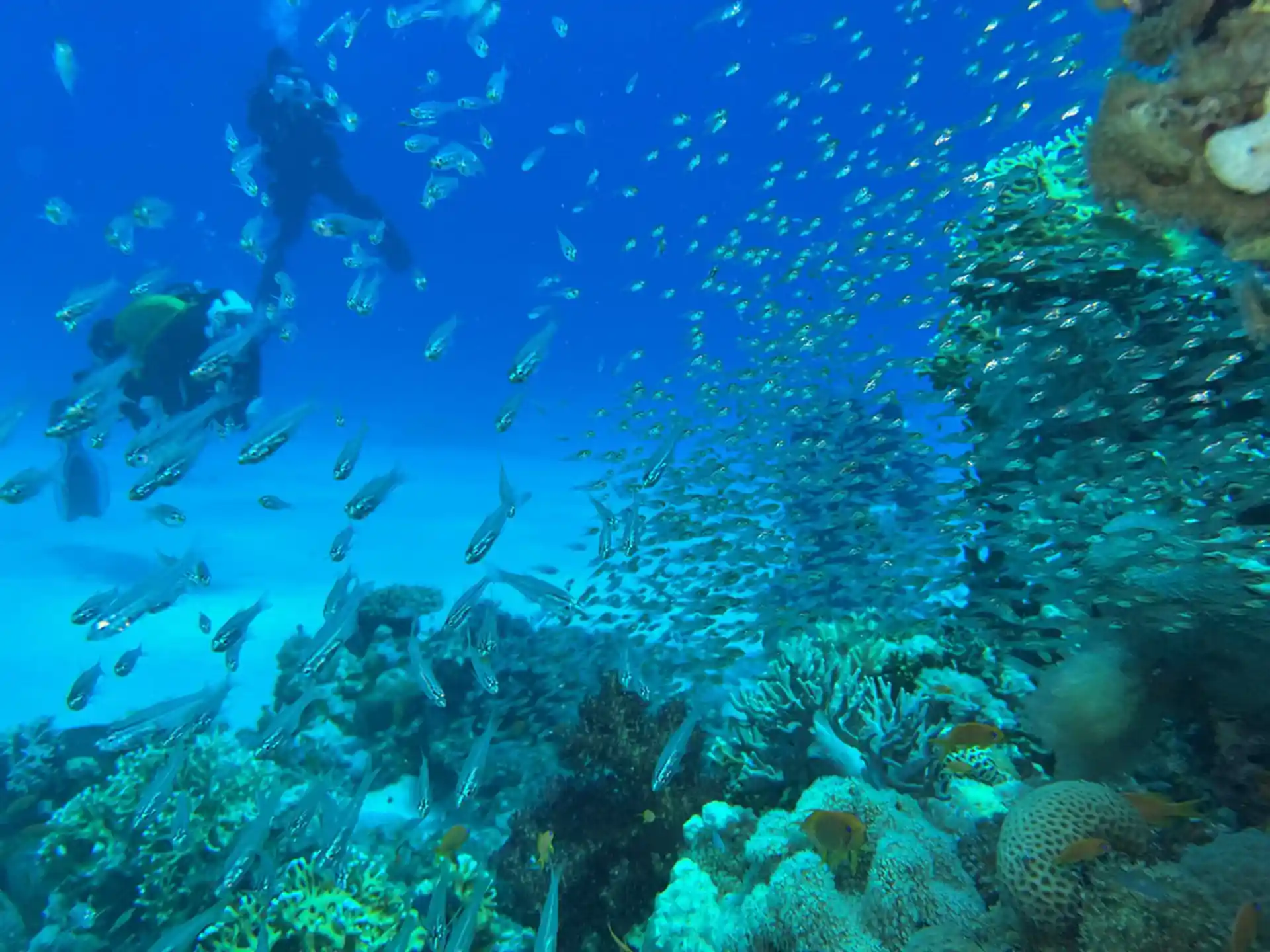 Photo du site de plongée