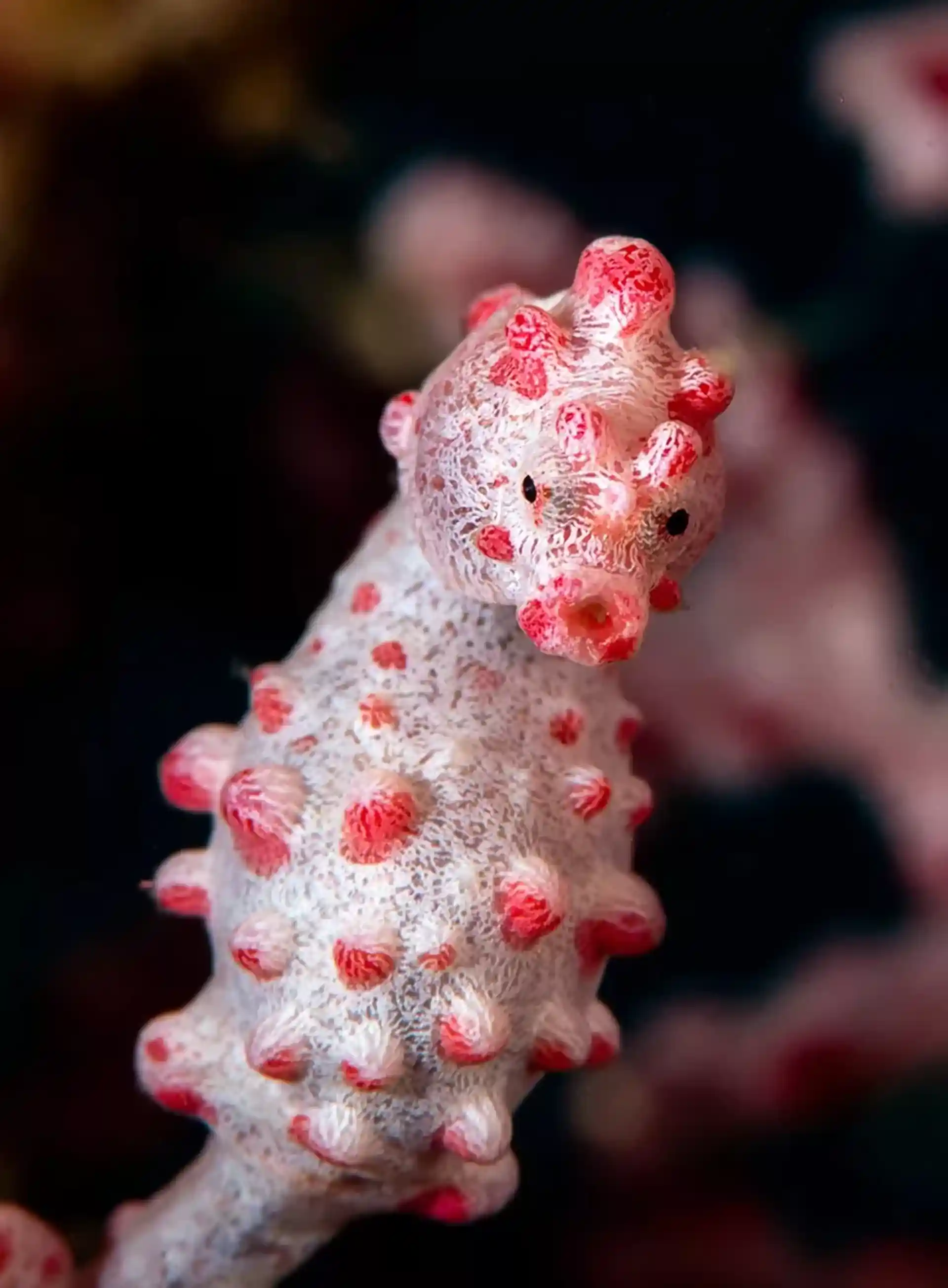 다이빙 포인트 사진