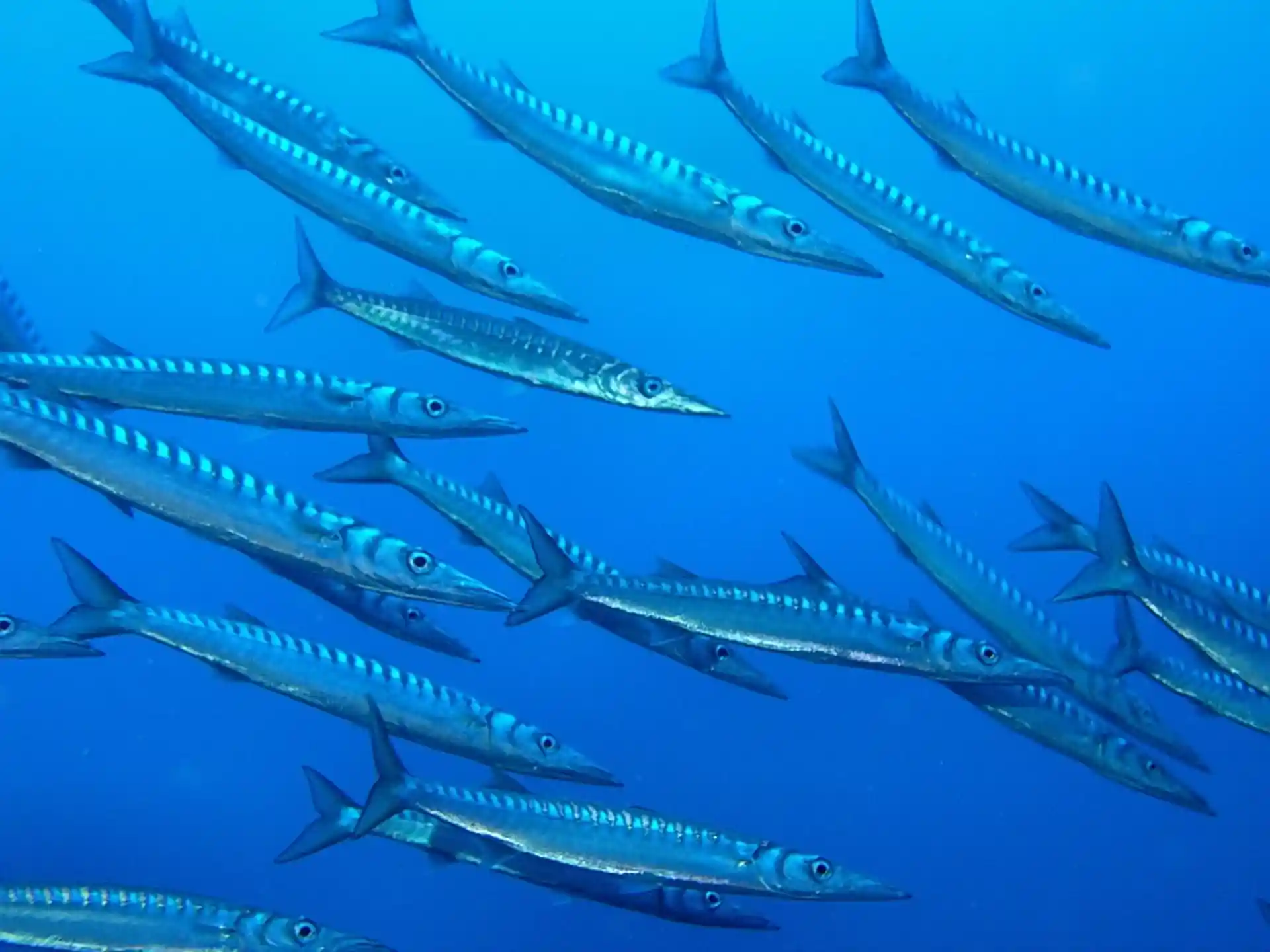 Dive site photo