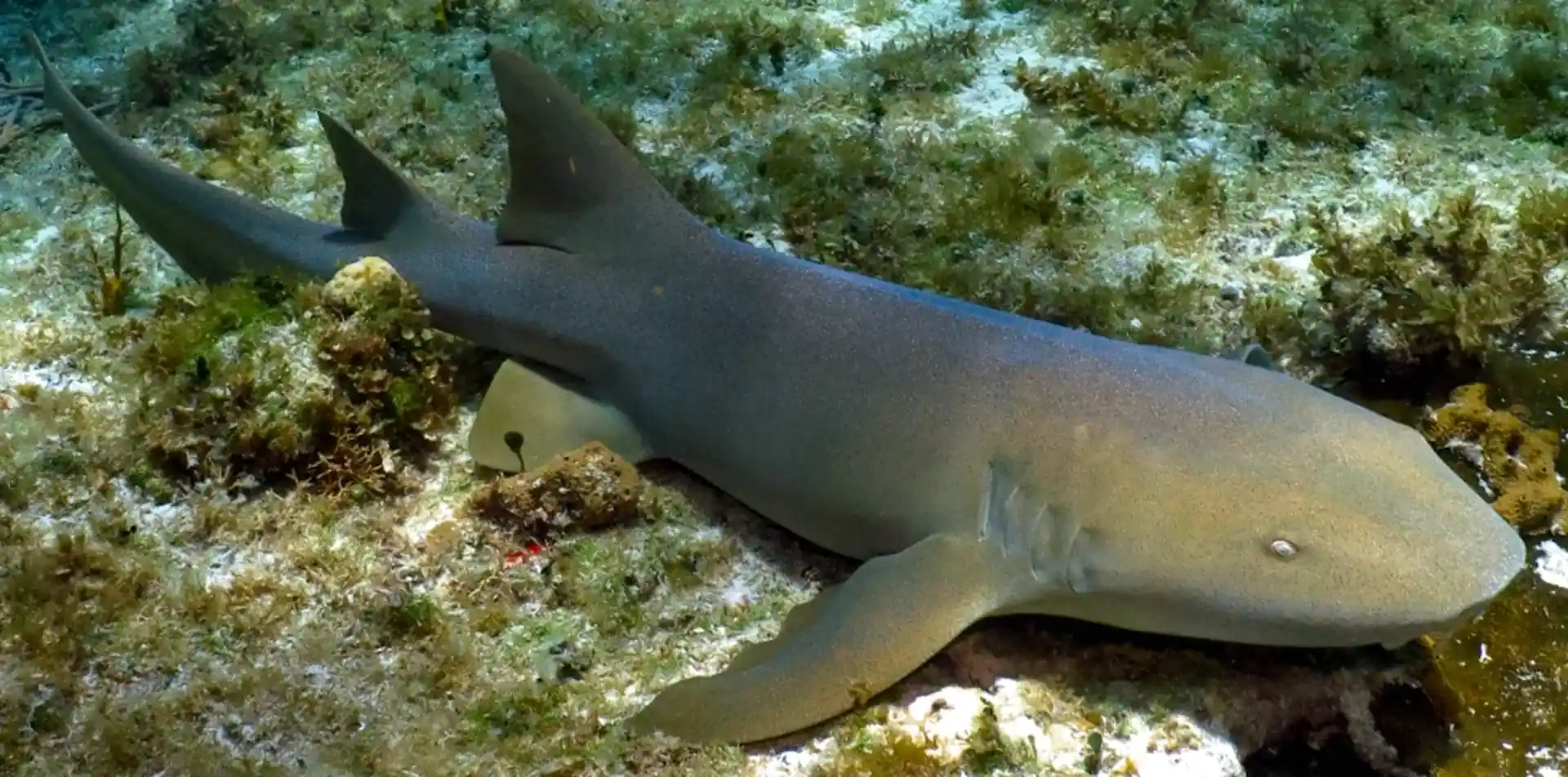 Dive site photo