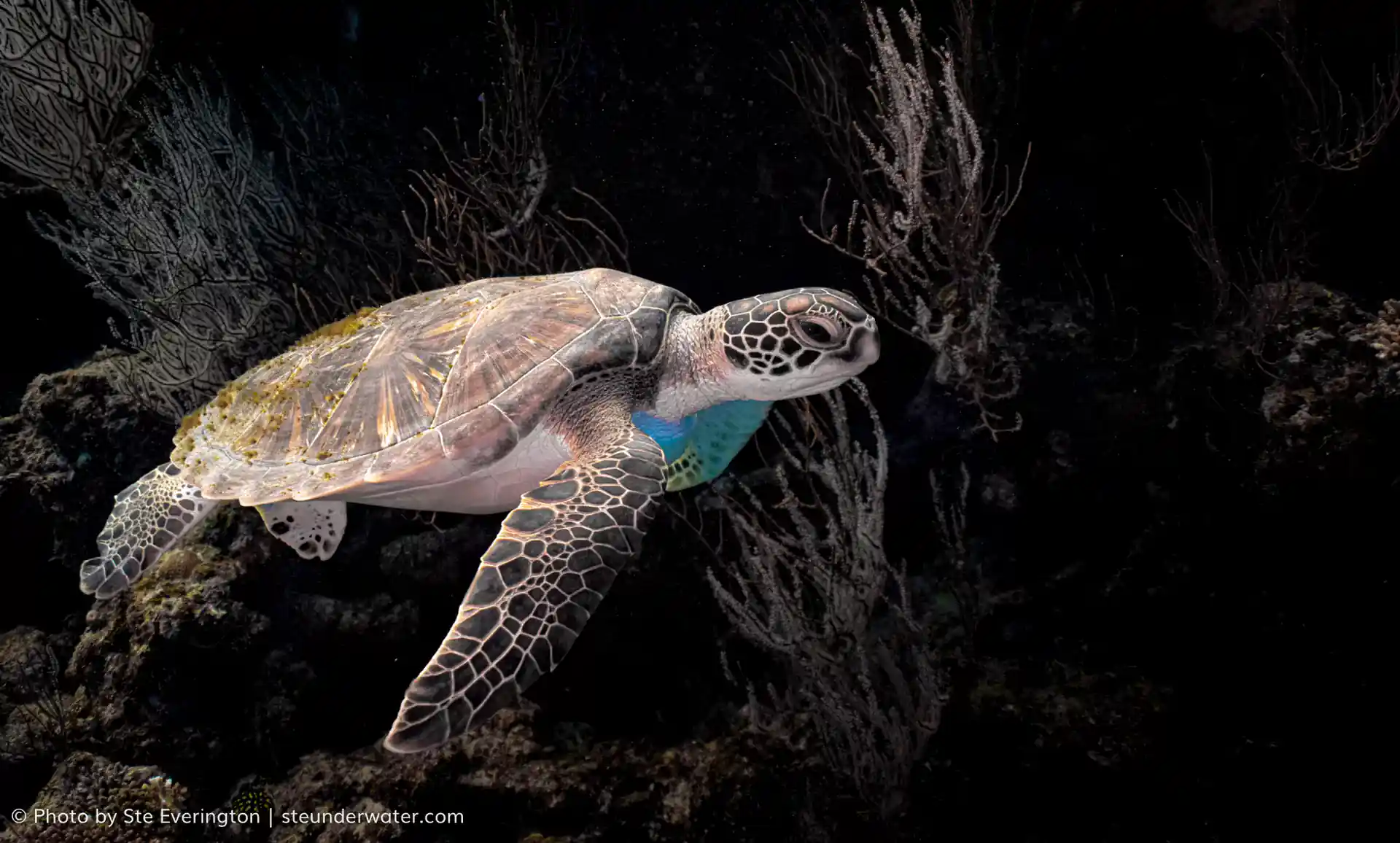 Patrice is one of many Green Turtles that make Tokoriki Wall, where you'll be diving, their home.