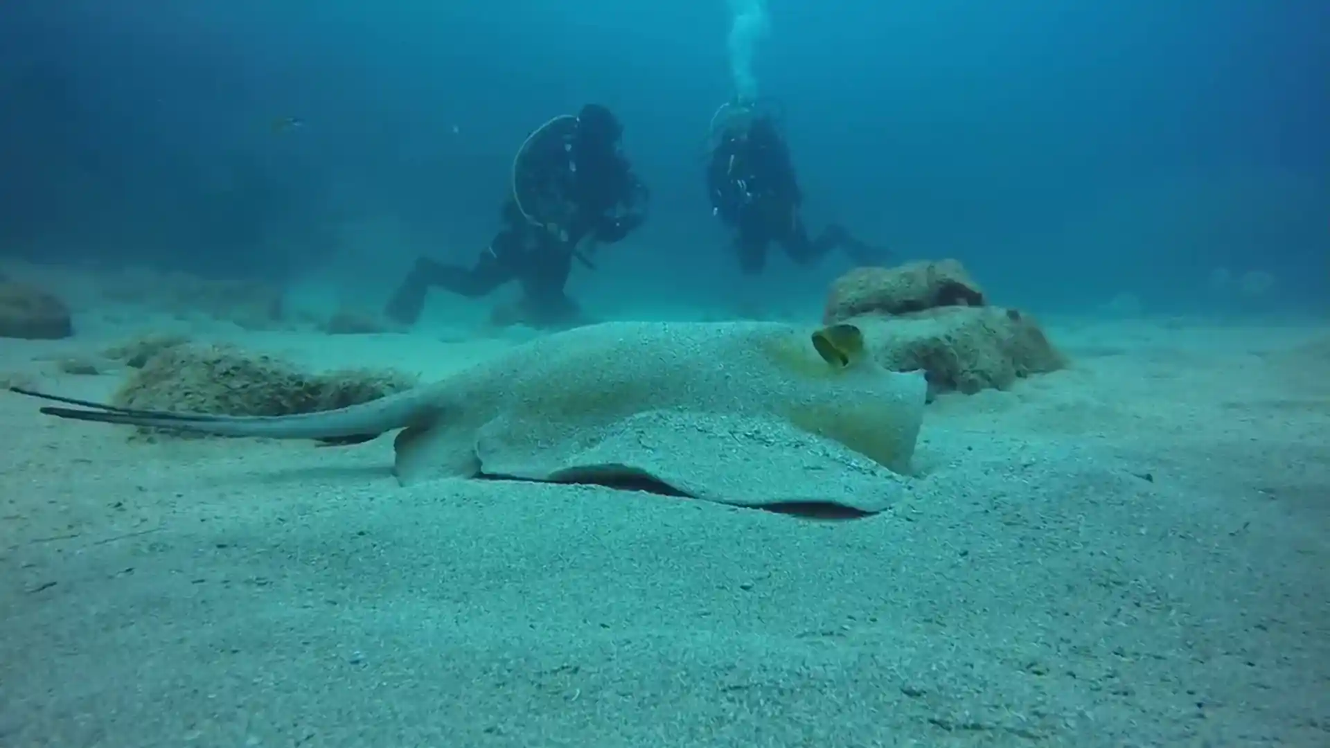 Sleeping Stingray, just having a well-earned rest