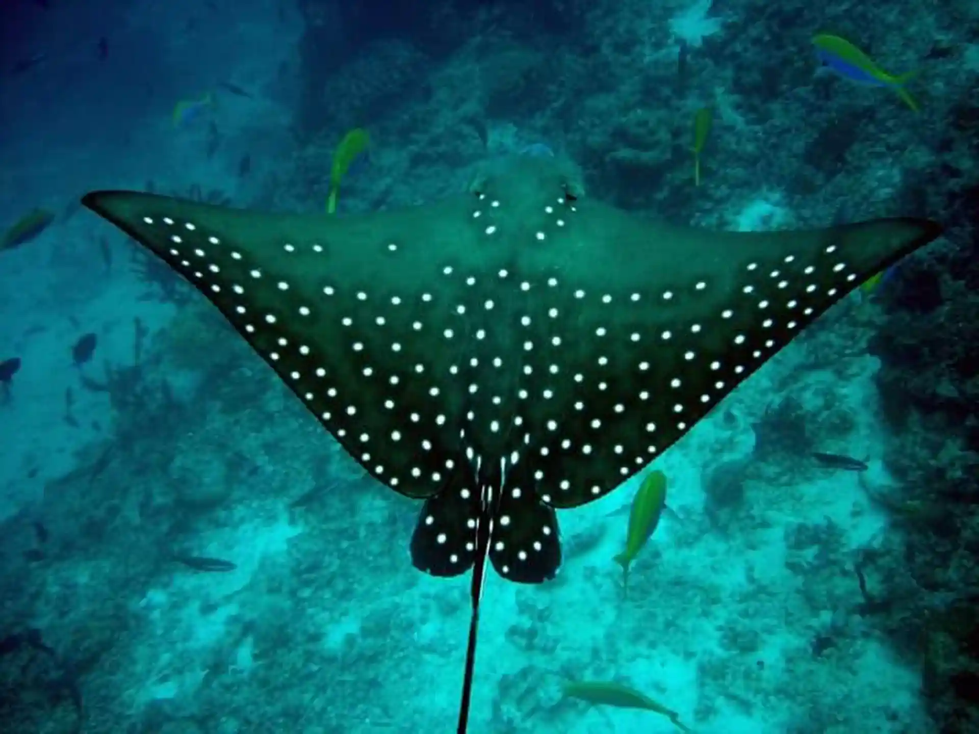 Dive shop photo