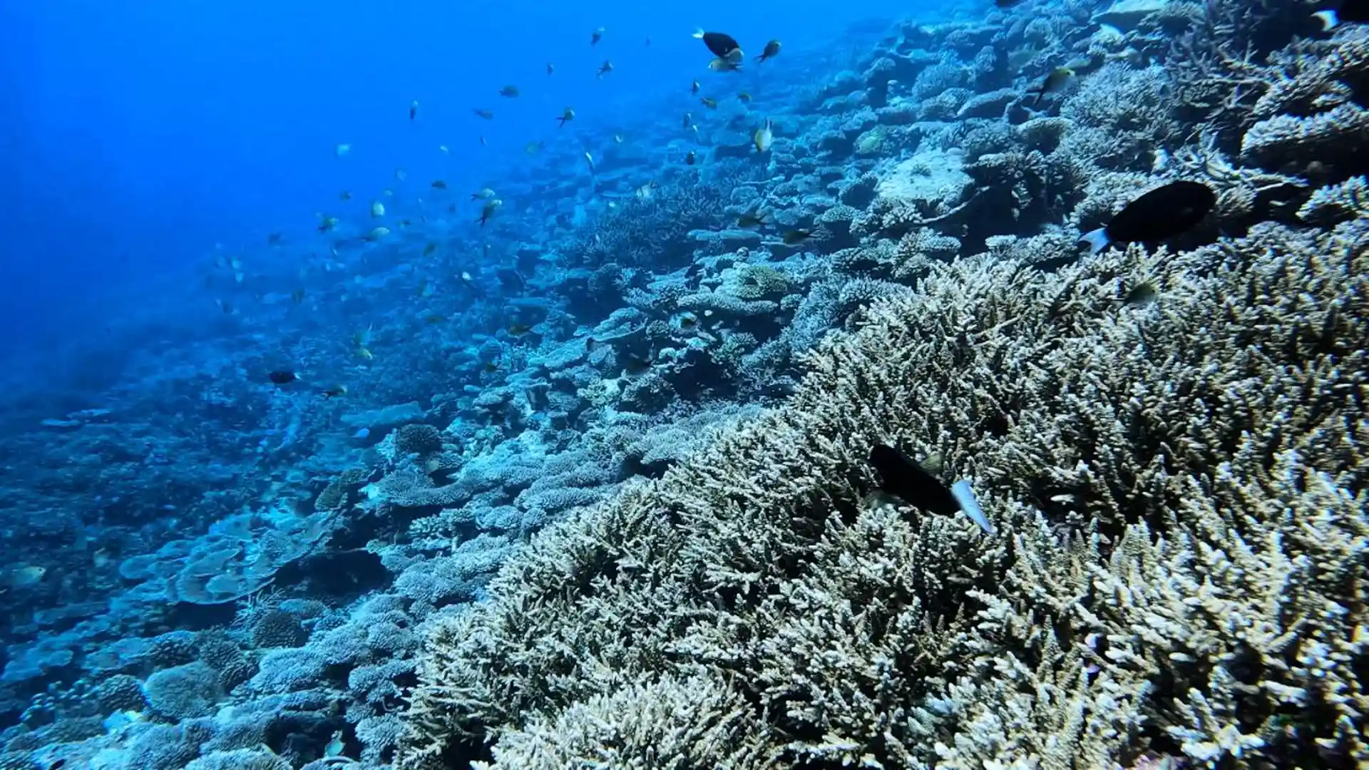 Photo du site de plongée