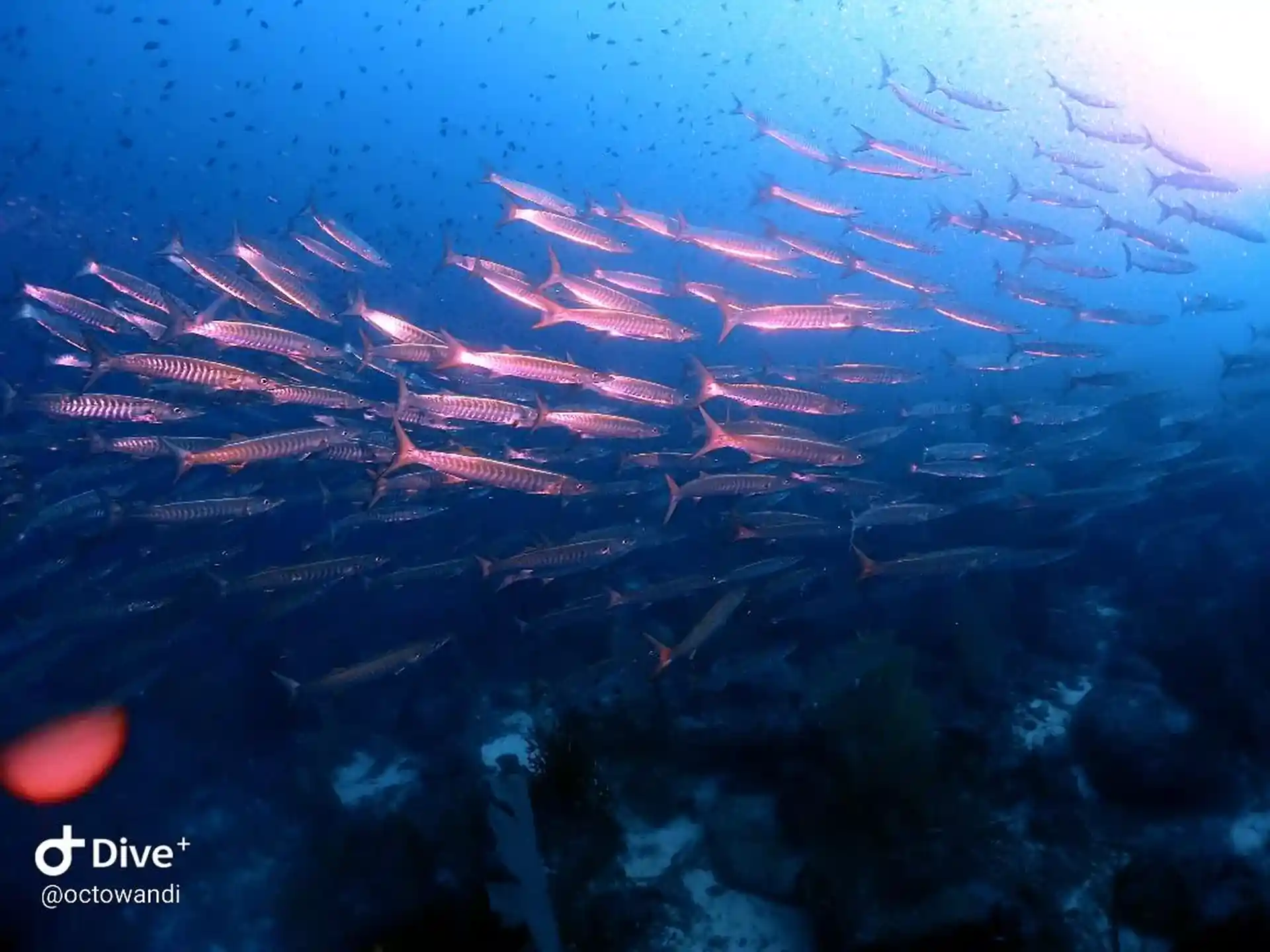 Housereef Schools of Barracuda