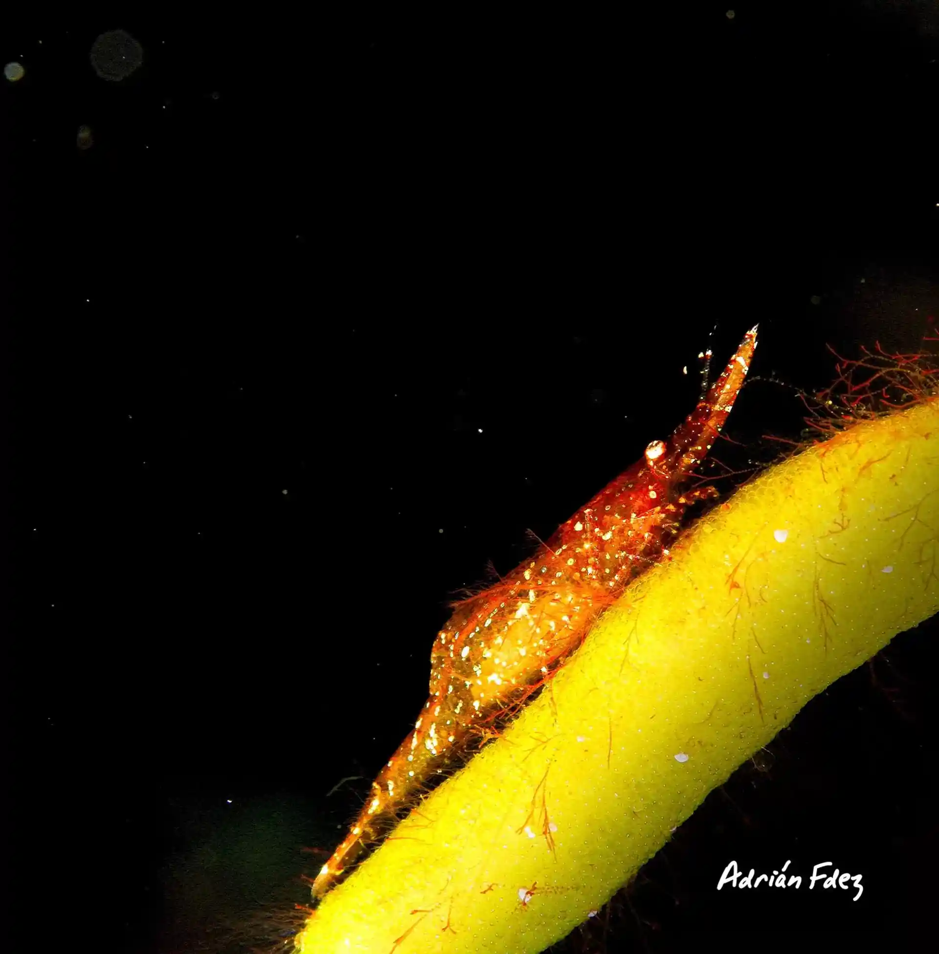 Foto del sitio de buceo
