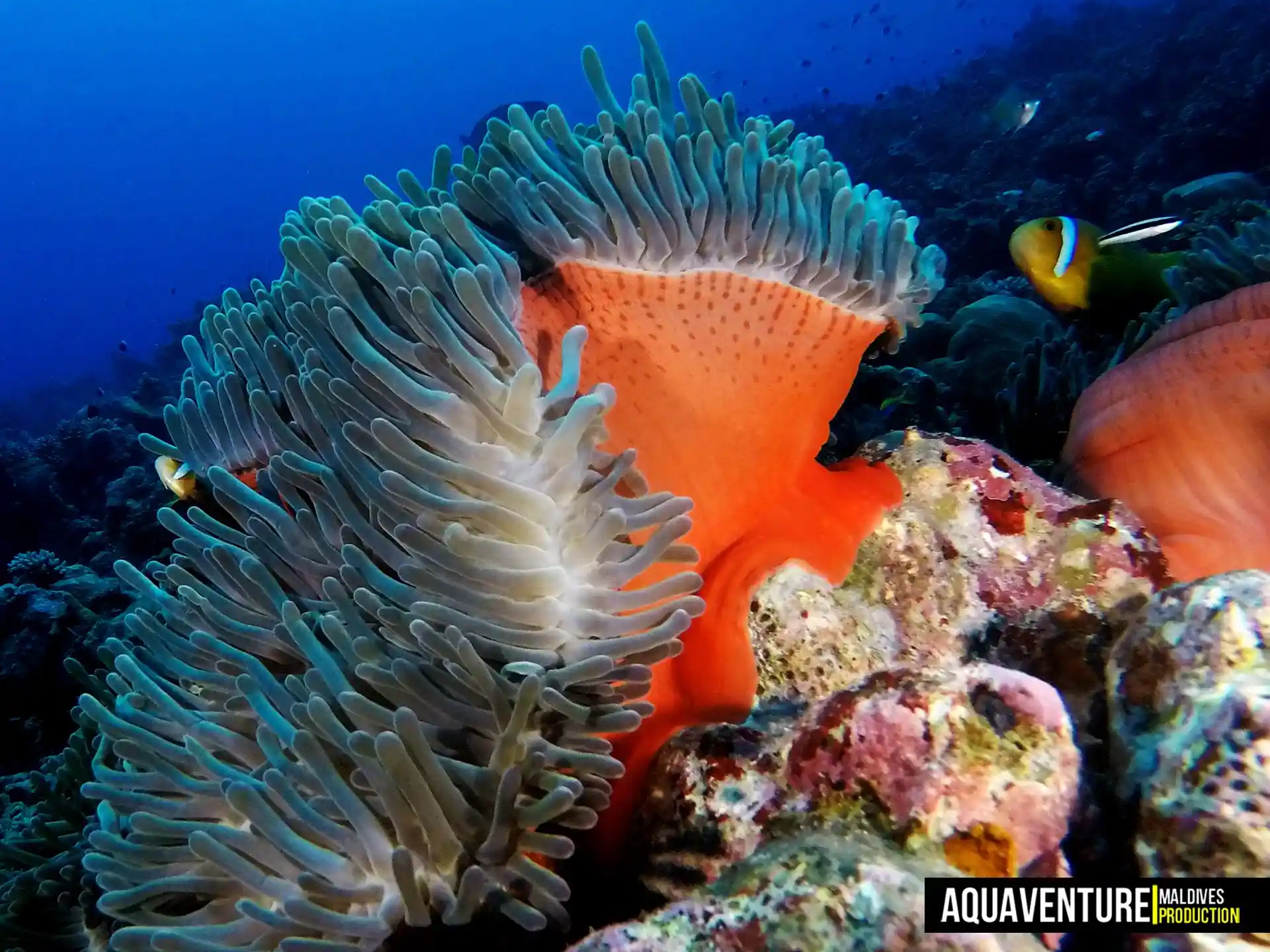 Foto del sitio de buceo