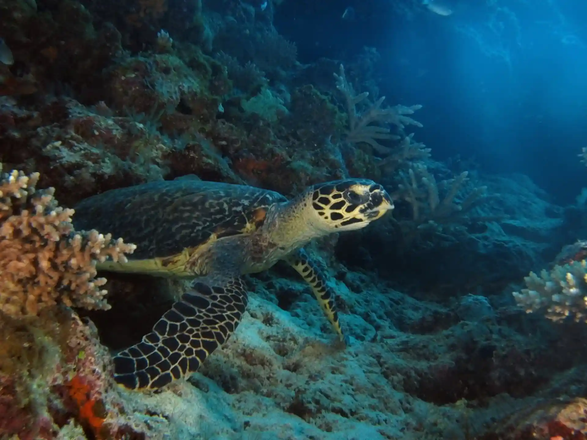 Dive shop photo