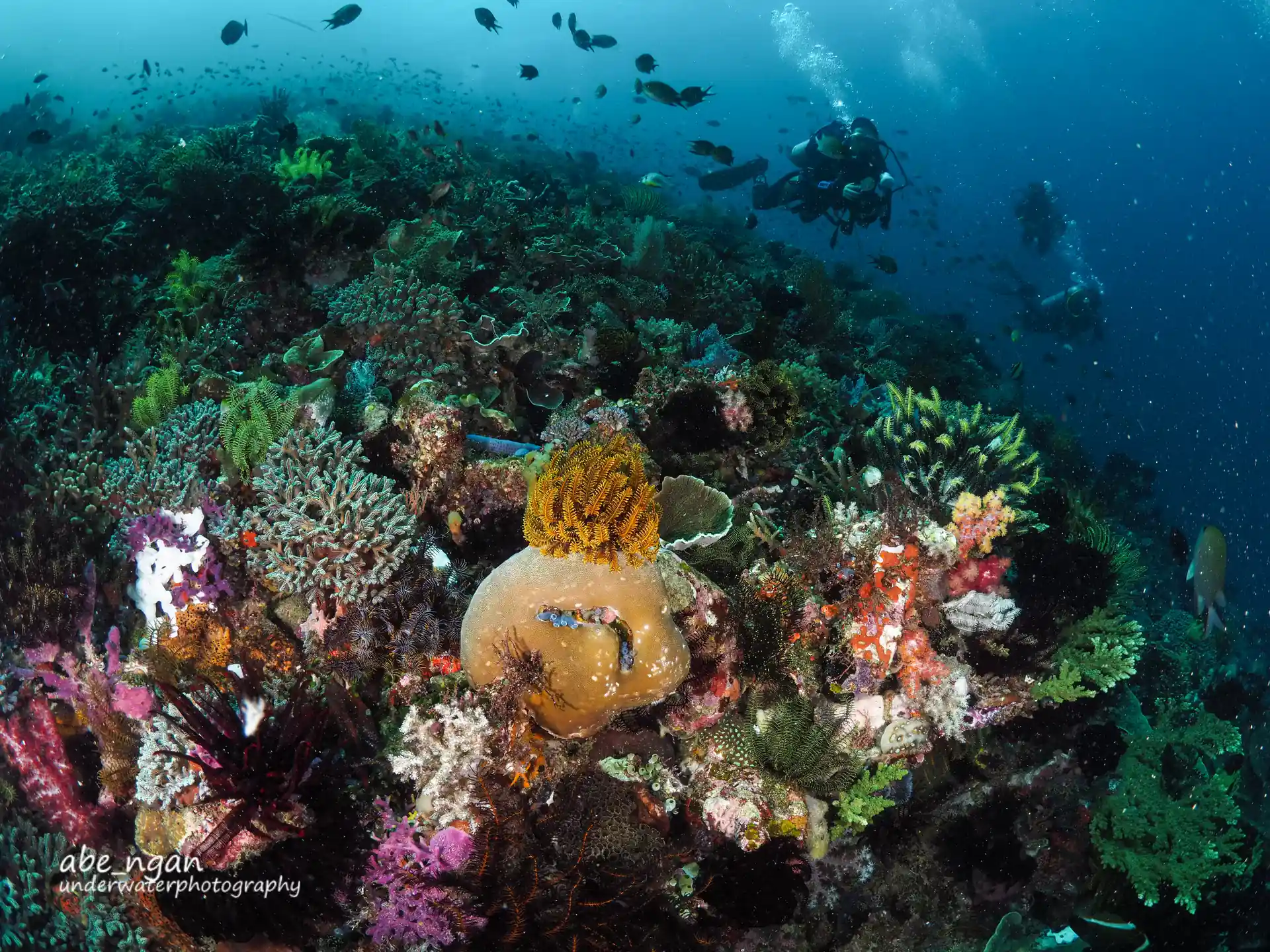 Good buoyancy, position and fin kicking is a must to stay safe and protect the reef