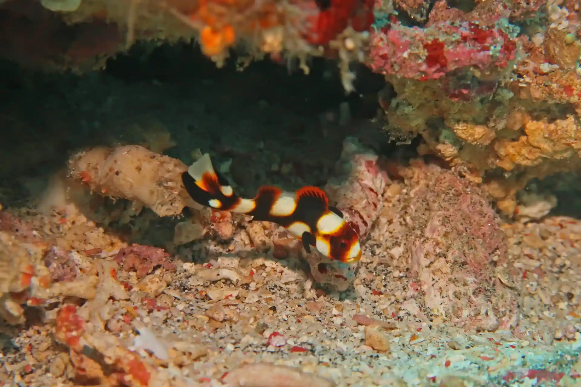 Dive site photo