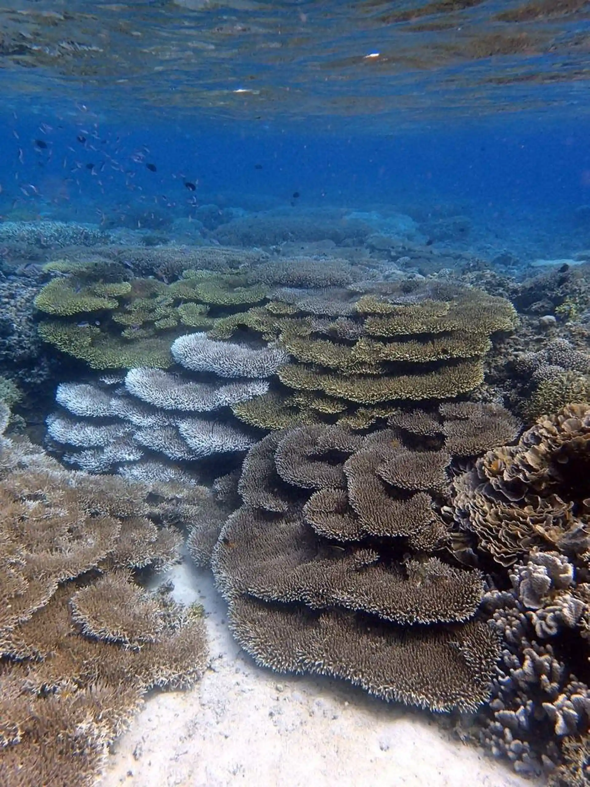 Dive site photo