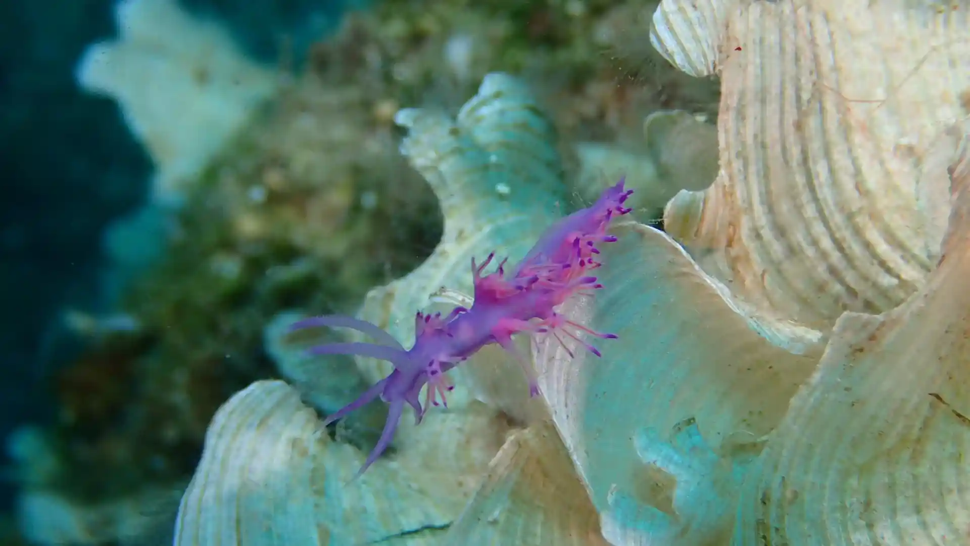 ダイビングサイトの写真