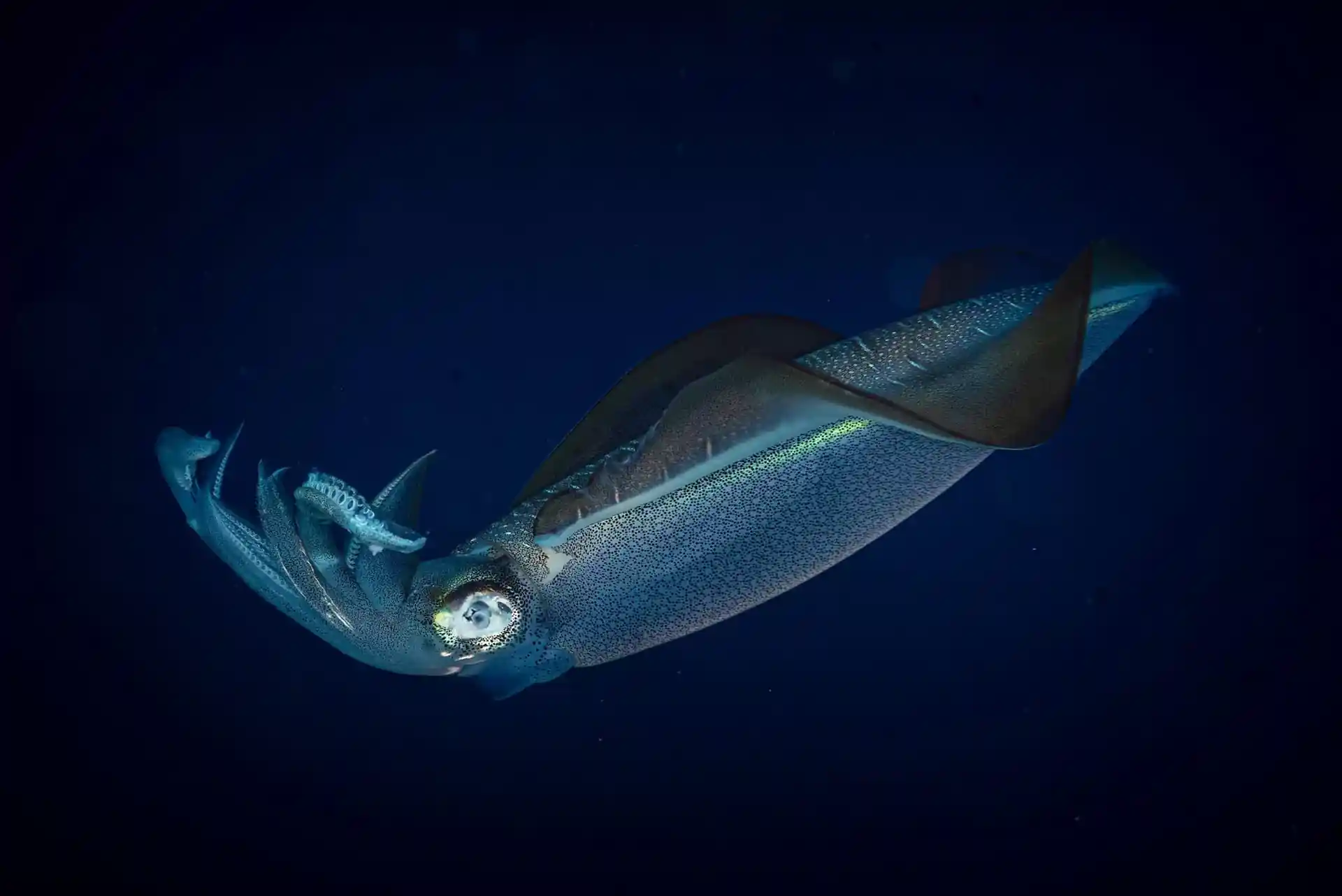 Squid on a Night dive at Kontiki