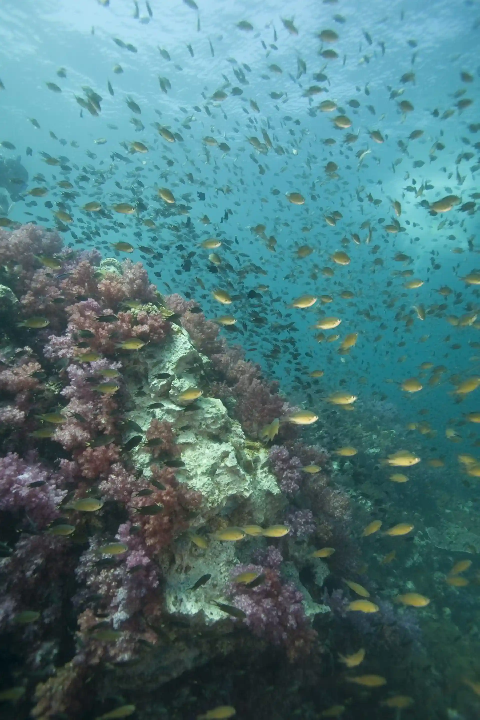 Dive site photo