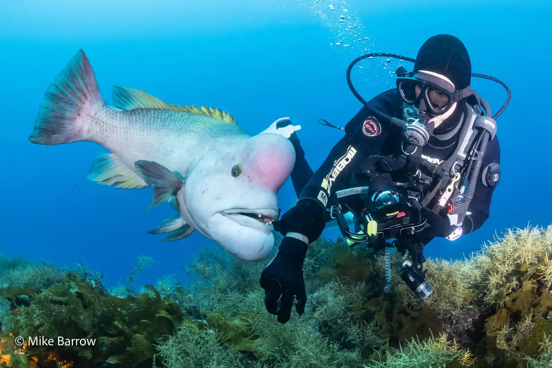 体長約1m、20年以上生きるコブダイ。佐渡の海ではダイバーの近くまで寄ってくることもある人気者です。