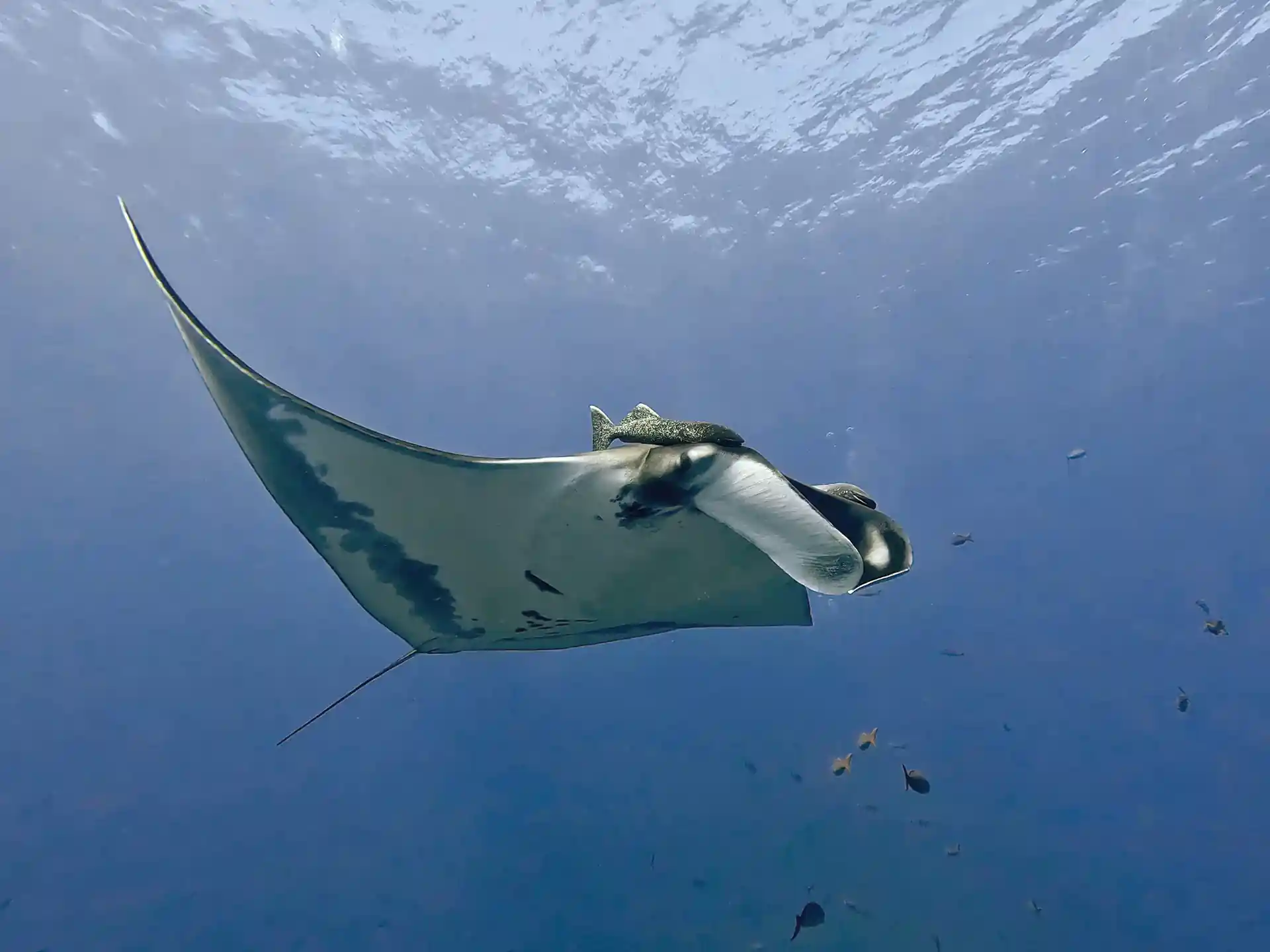 Oceanic Mantas at one of our best dive sites.