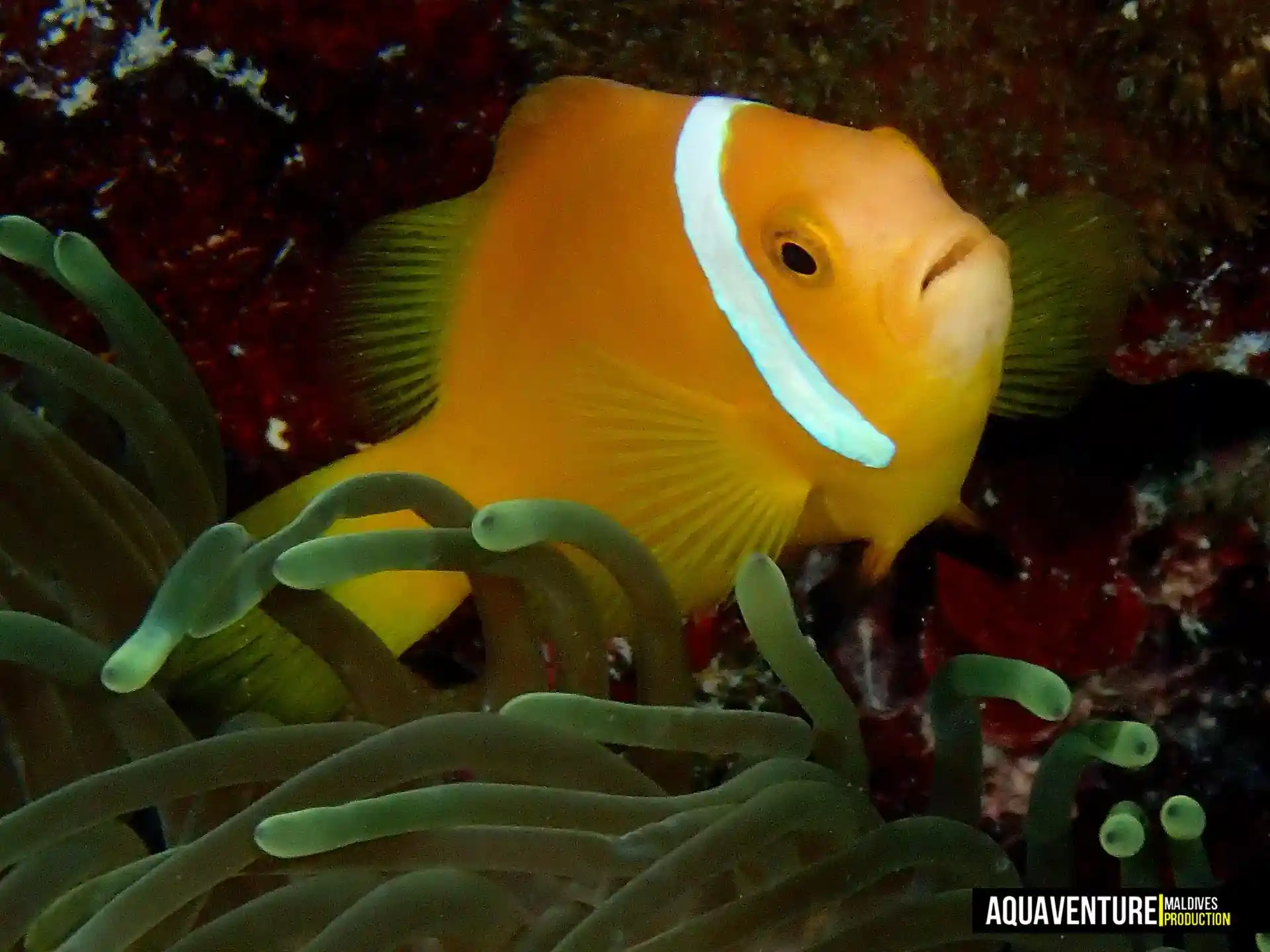 Foto del sitio de buceo