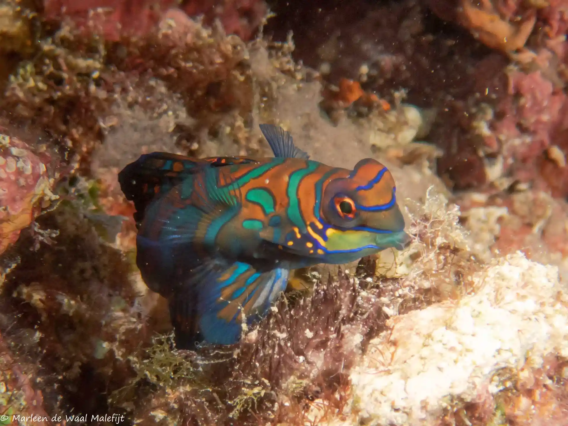 Dive site photo