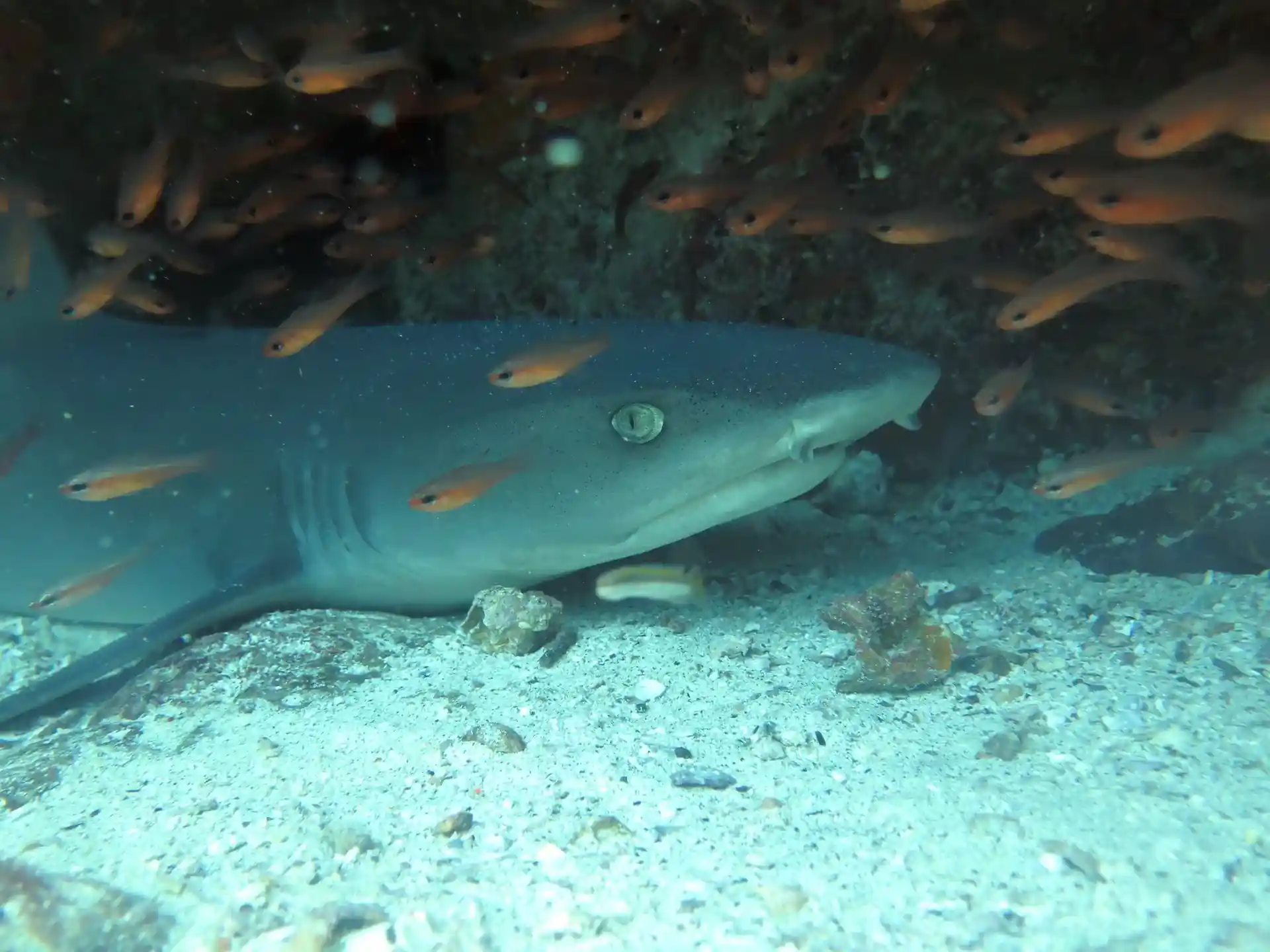 Foto del sitio de buceo