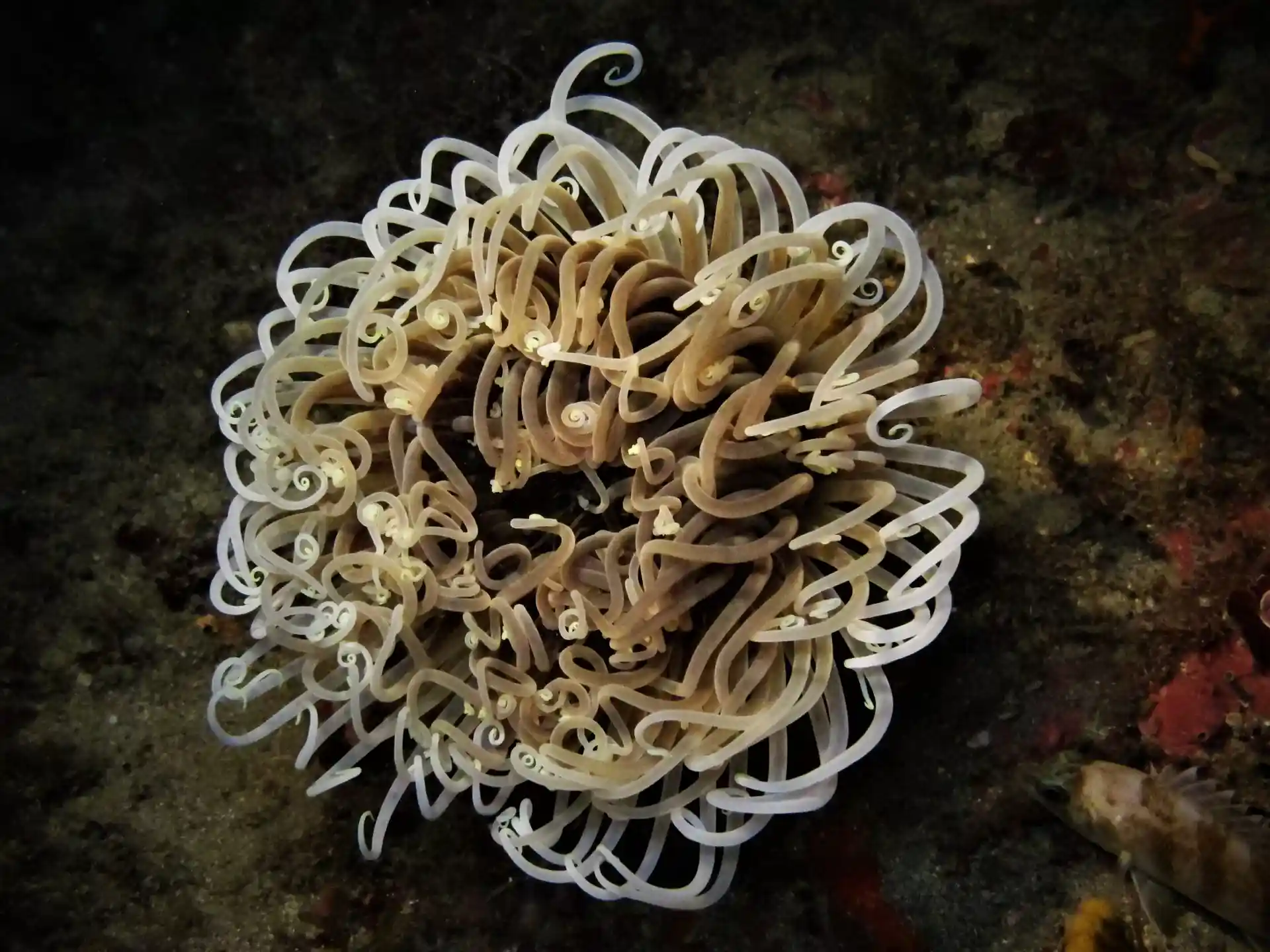 ダイビングサイトの写真