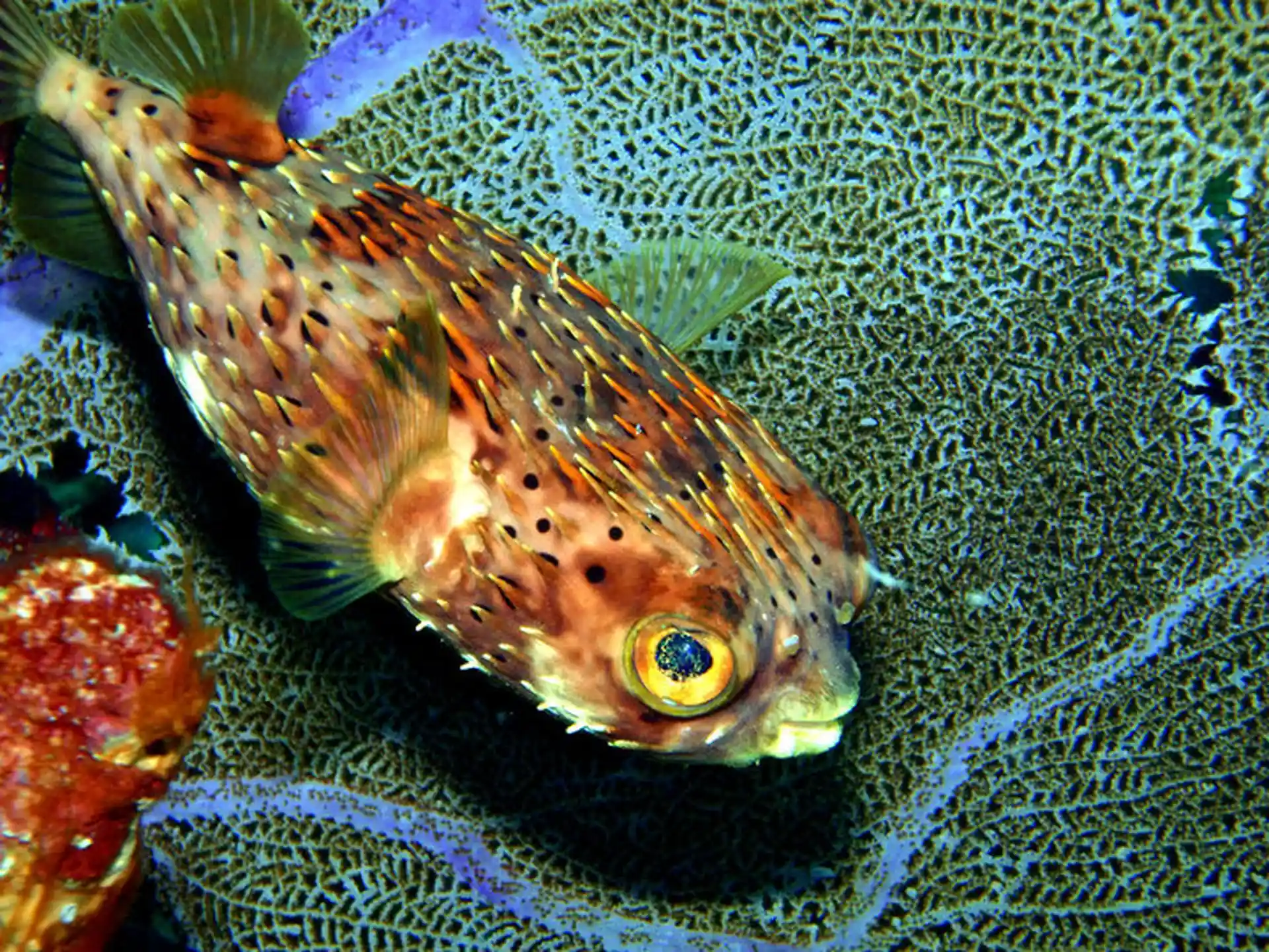 Dive shop photo