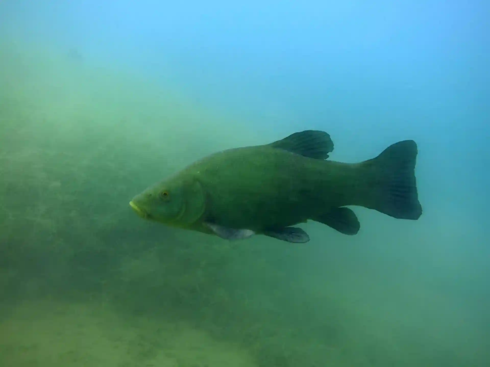 Dive site photo