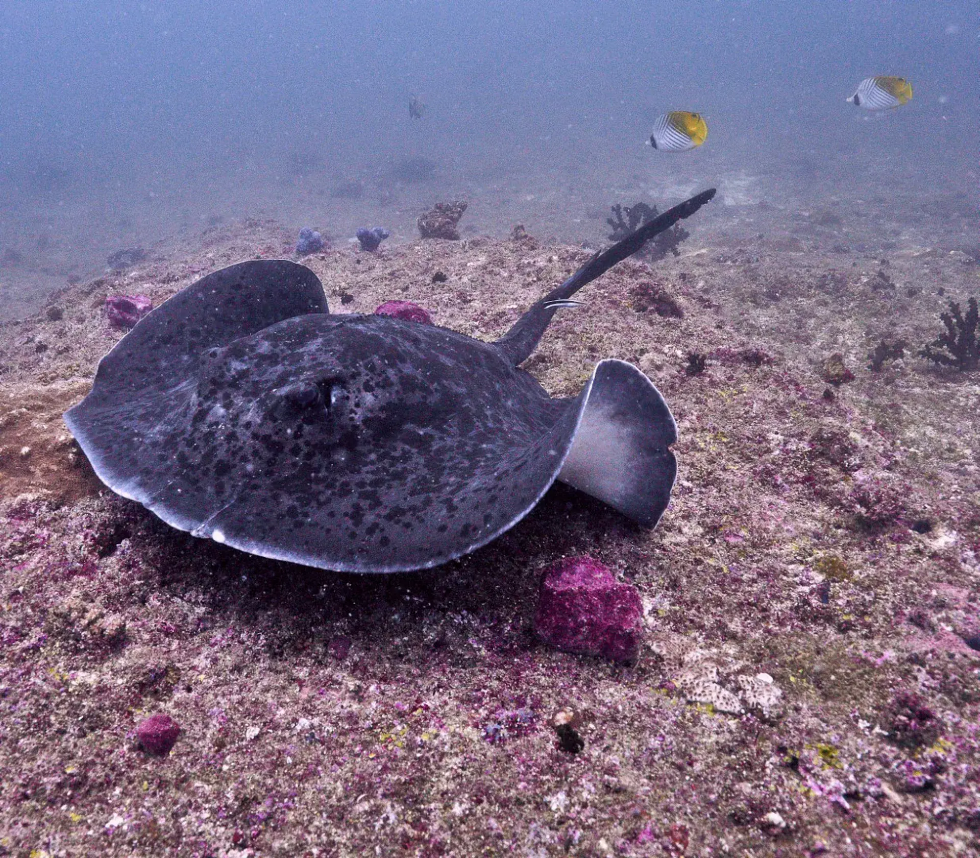 Dive site photo