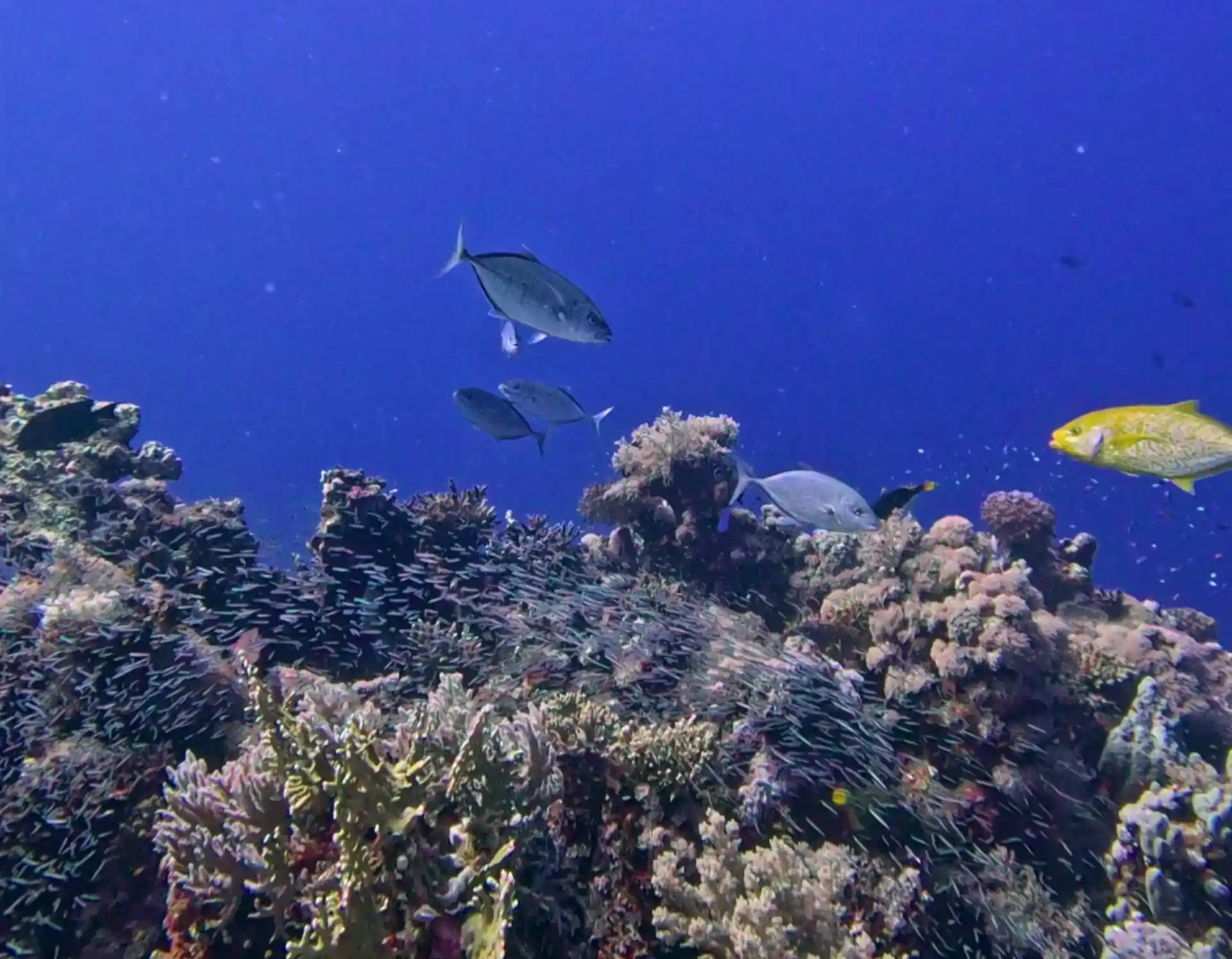 Dive site photo