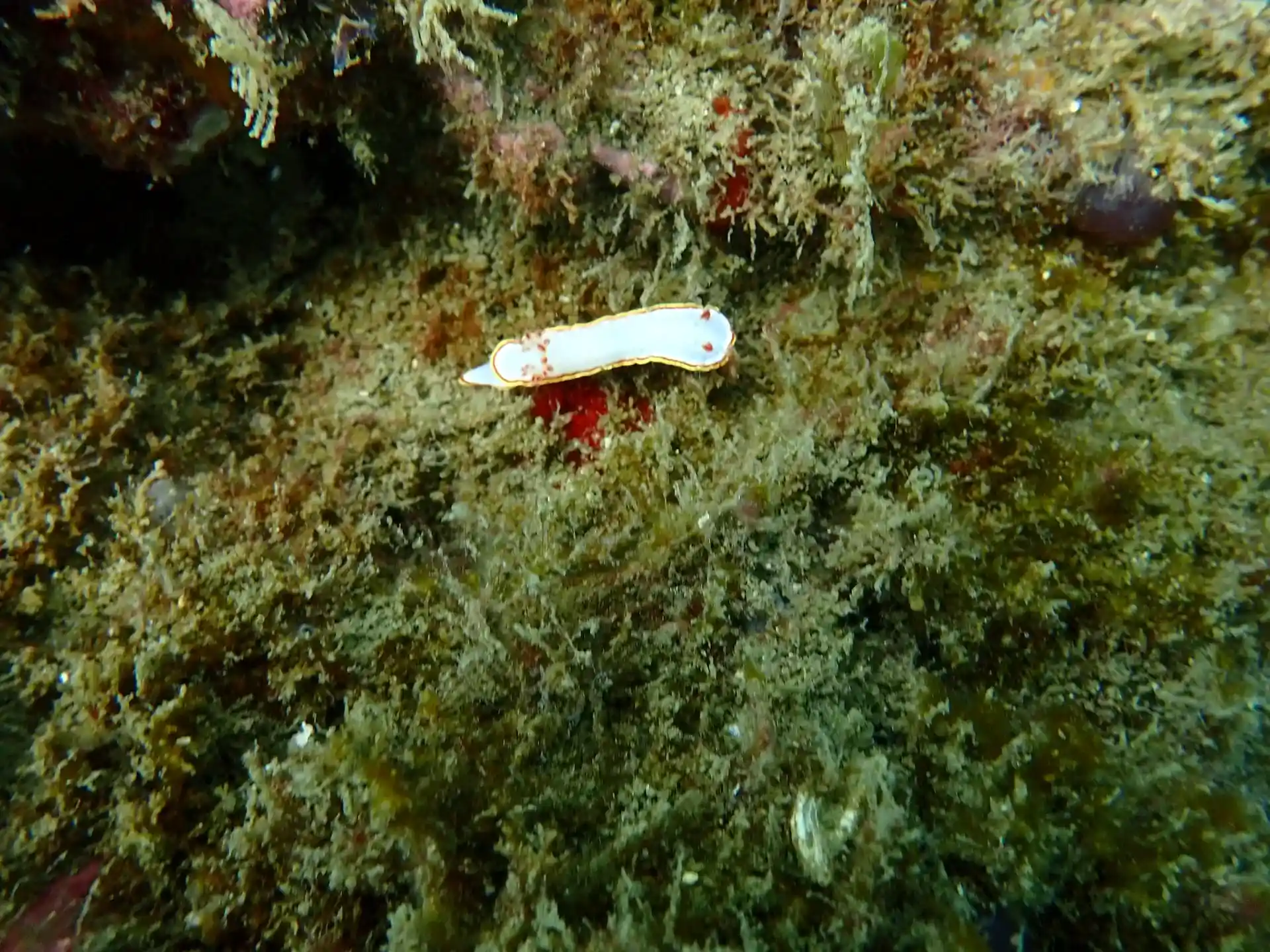 Foto del sitio de buceo