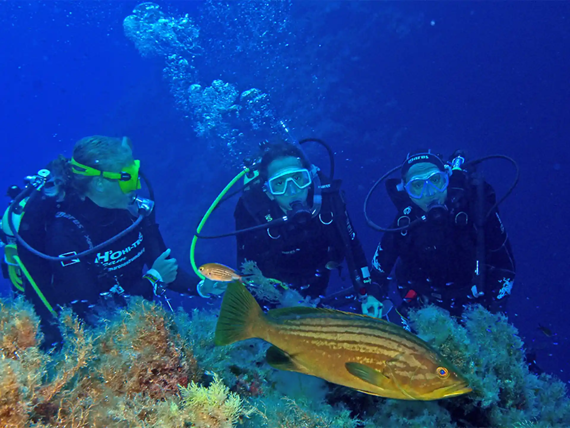 Learn about marine life while learning scuba diving!