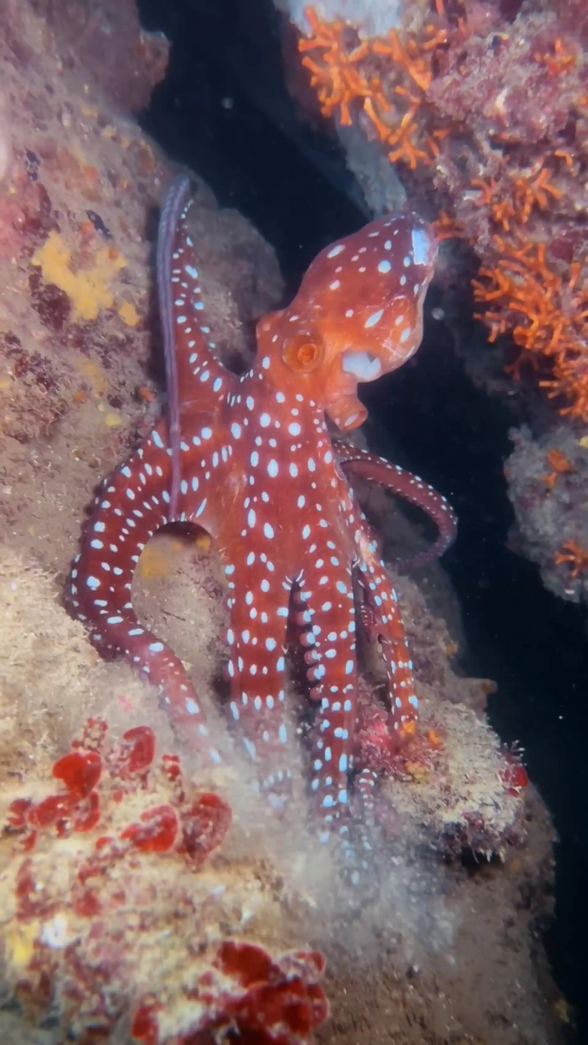 Dive site photo