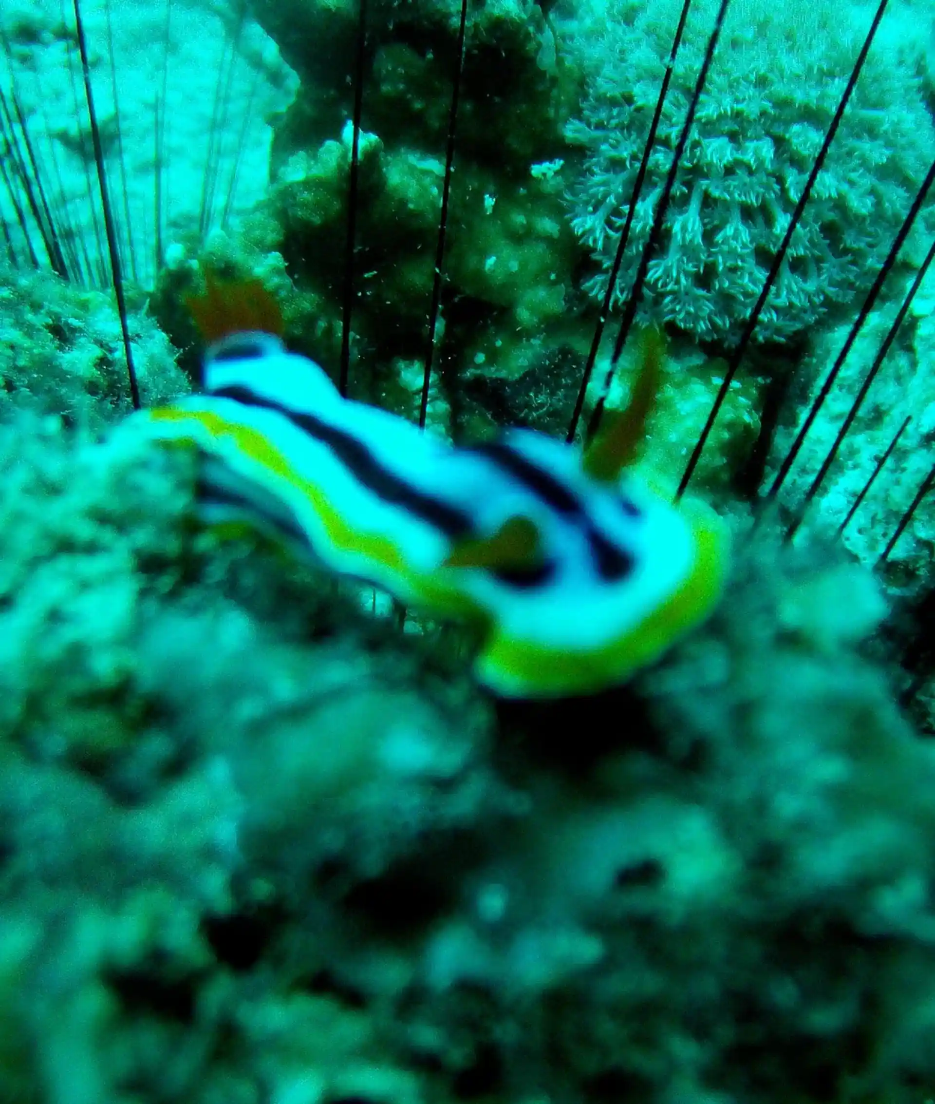 Photo du site de plongée