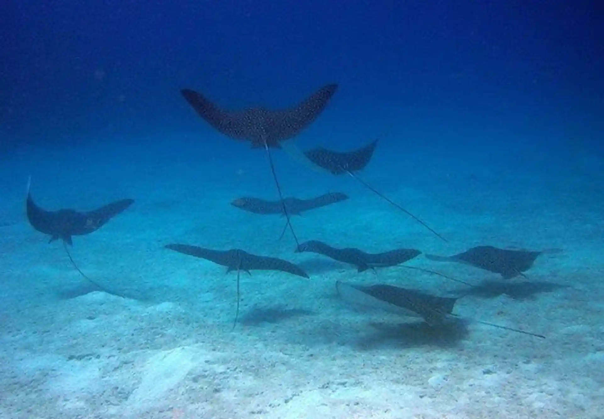 Dive shop photo