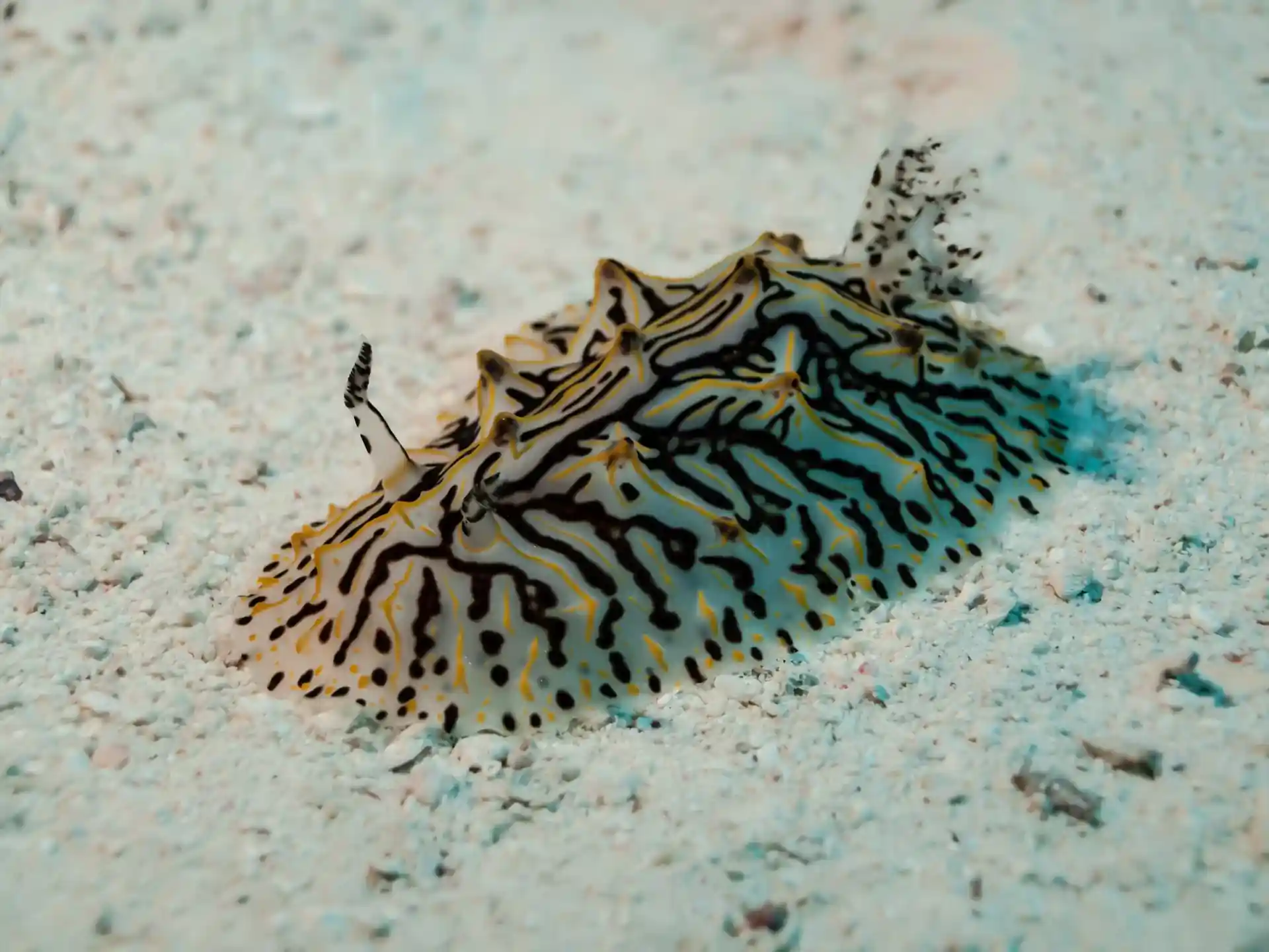 Photo du site de plongée