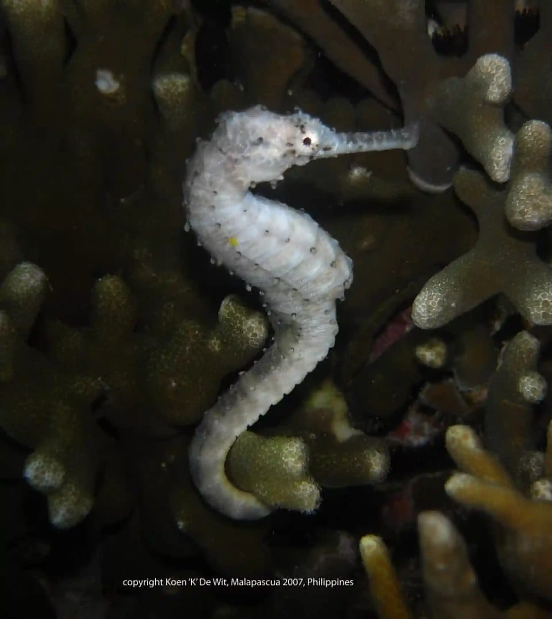 Dive site photo