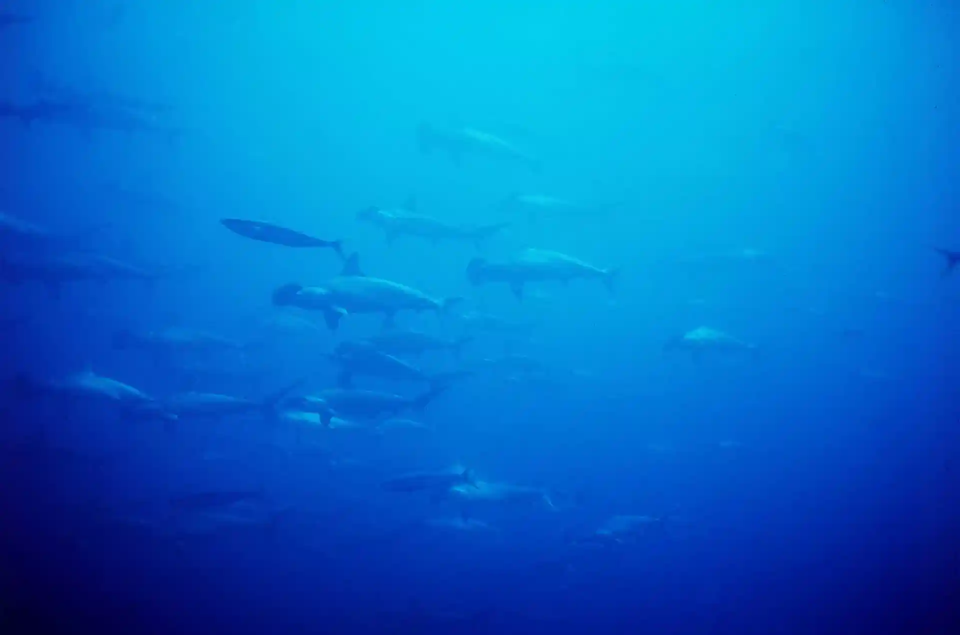 Dive site photo