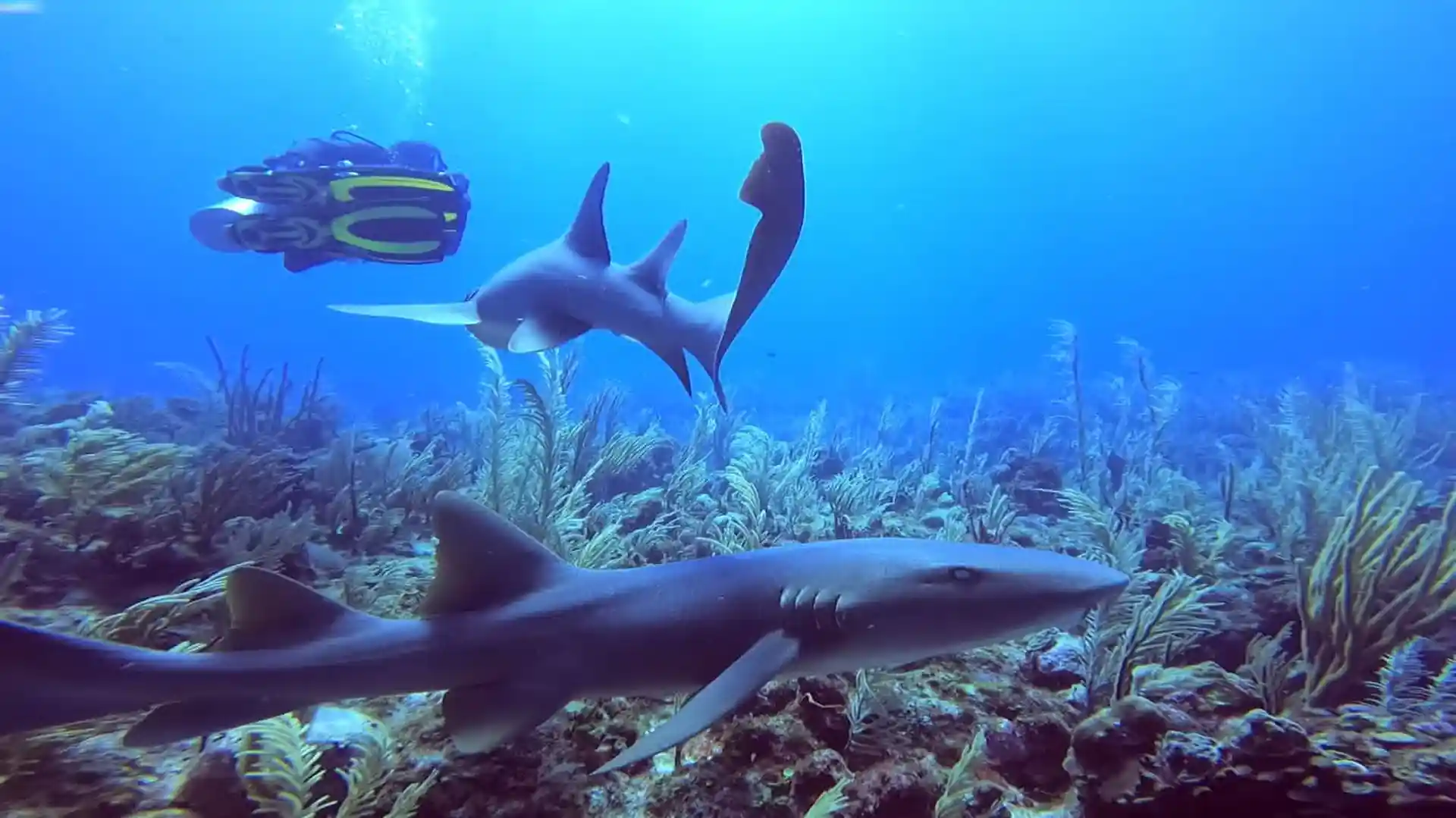 Dive site photo