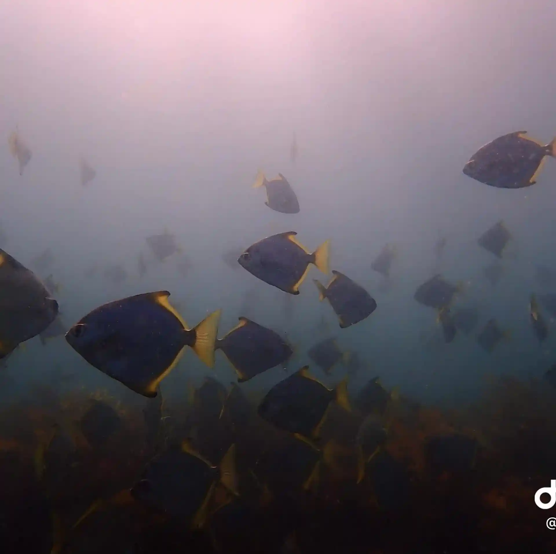 다이빙 포인트 사진